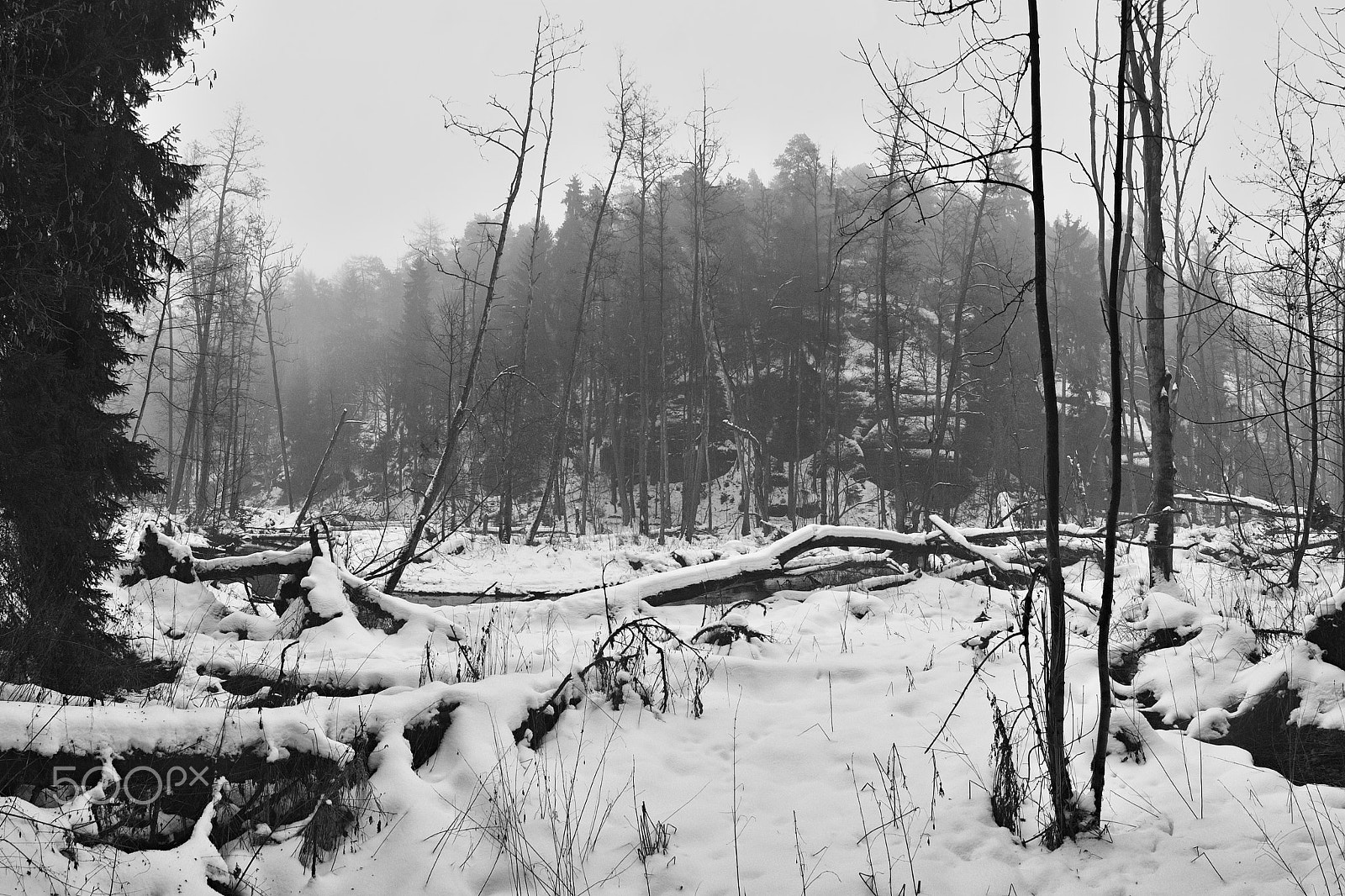 Nikon Coolpix P6000 sample photo. Fallen trees near meander of robecsky potok creek in winter snowy peklo valley in czech machuv... photography