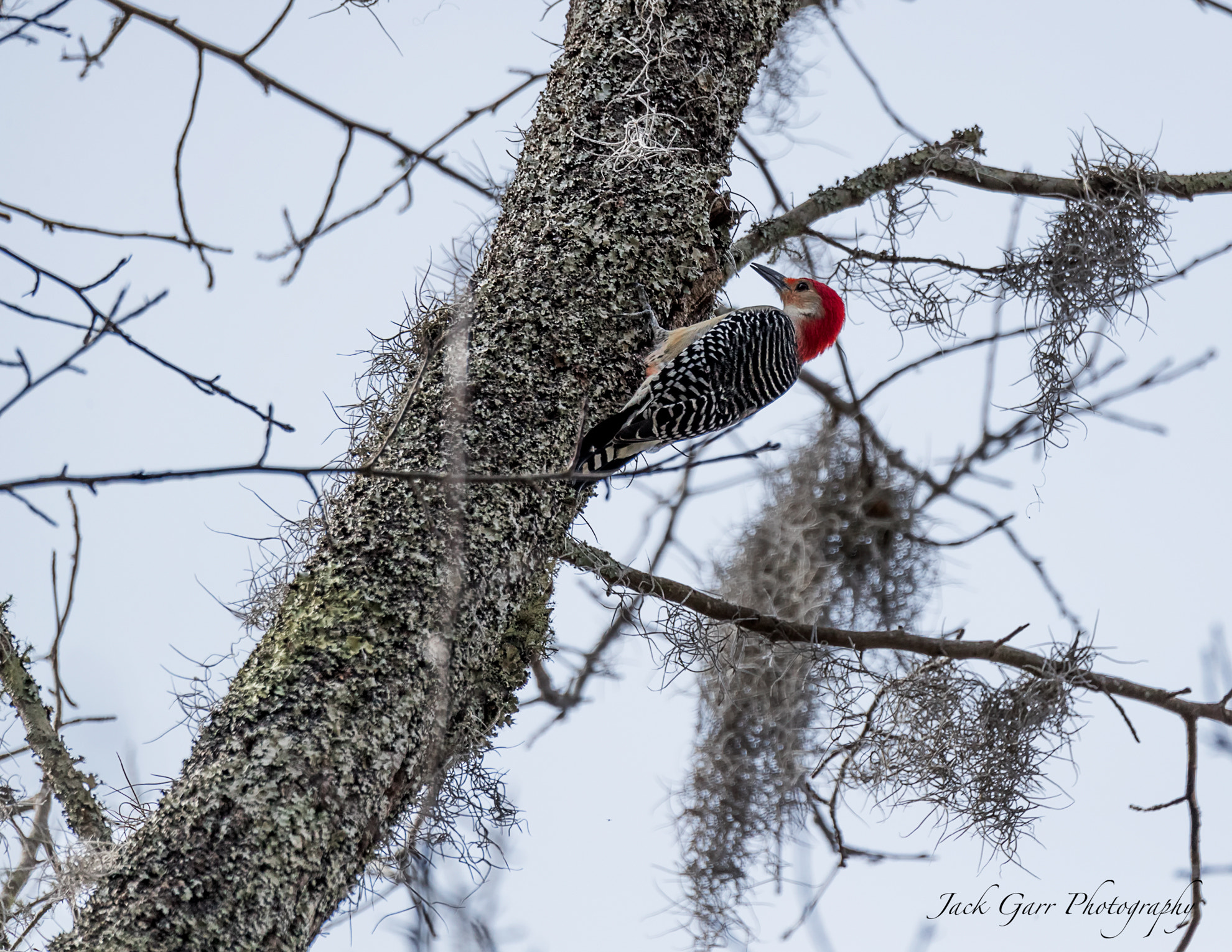 Canon EOS-1D X Mark II + 150-600mm F5-6.3 DG OS HSM | Sports 014 sample photo. Red-bellied woodpecker feeding in swamp tree photography