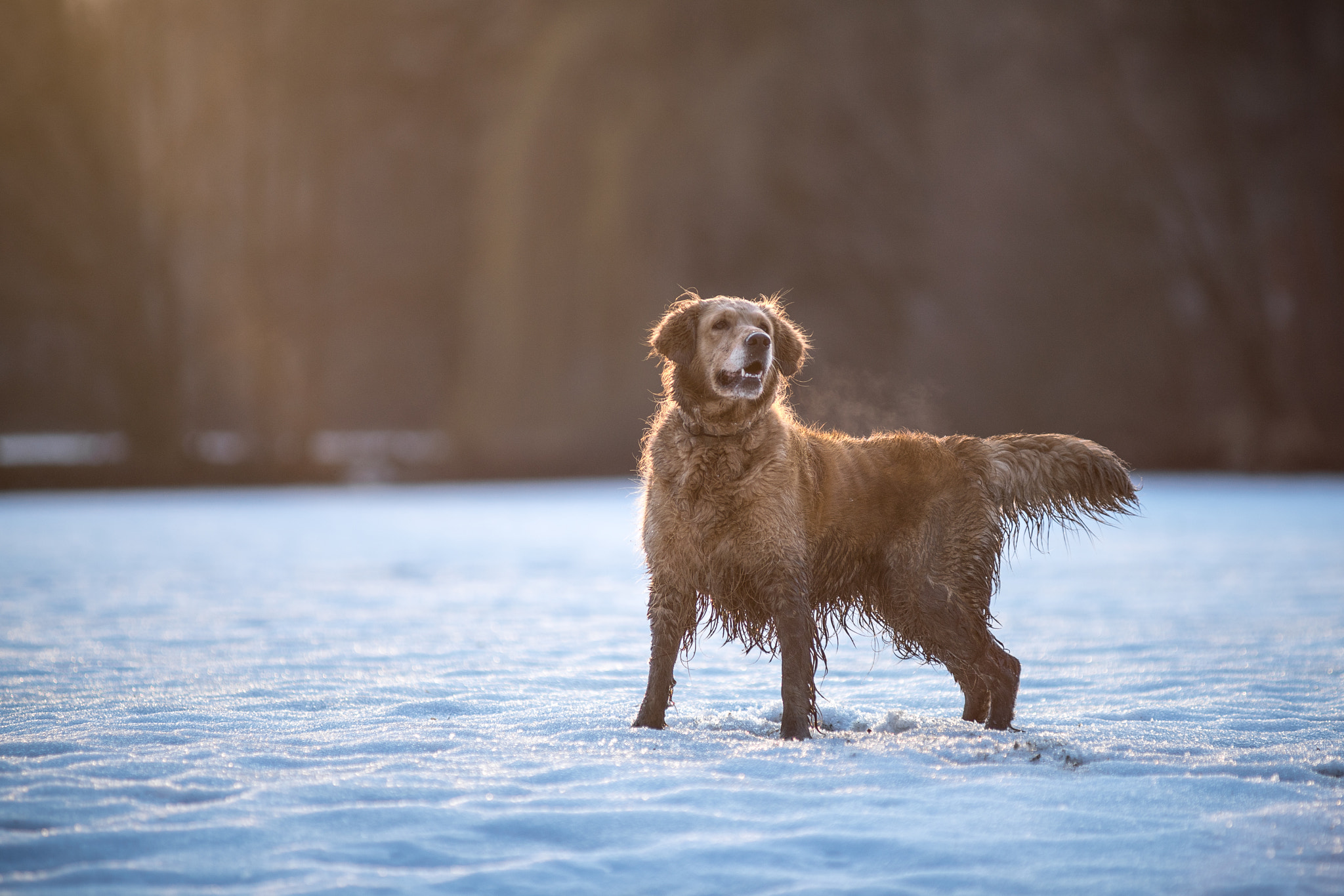 Sony a99 II + Minolta AF 80-200mm F2.8 HS-APO G sample photo