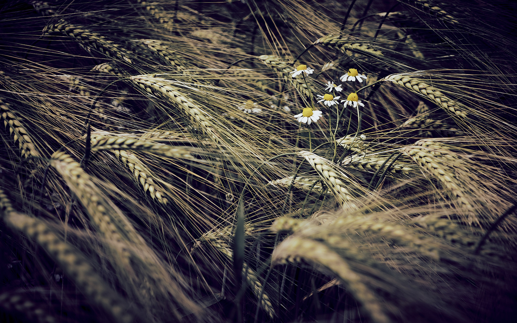 Fujifilm X-Pro2 + Fujifilm XF 18-55mm F2.8-4 R LM OIS sample photo. Cornfield, lancashire photography