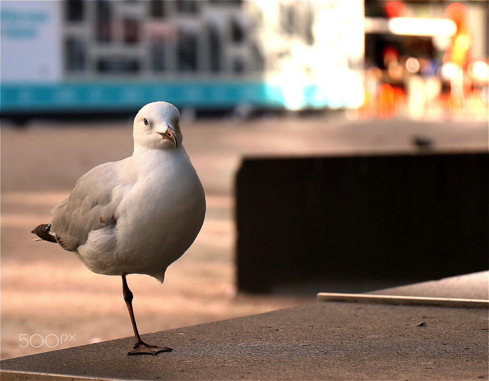 Canon EF 24-70mm F4L IS USM sample photo. "at least i've got wings" photography