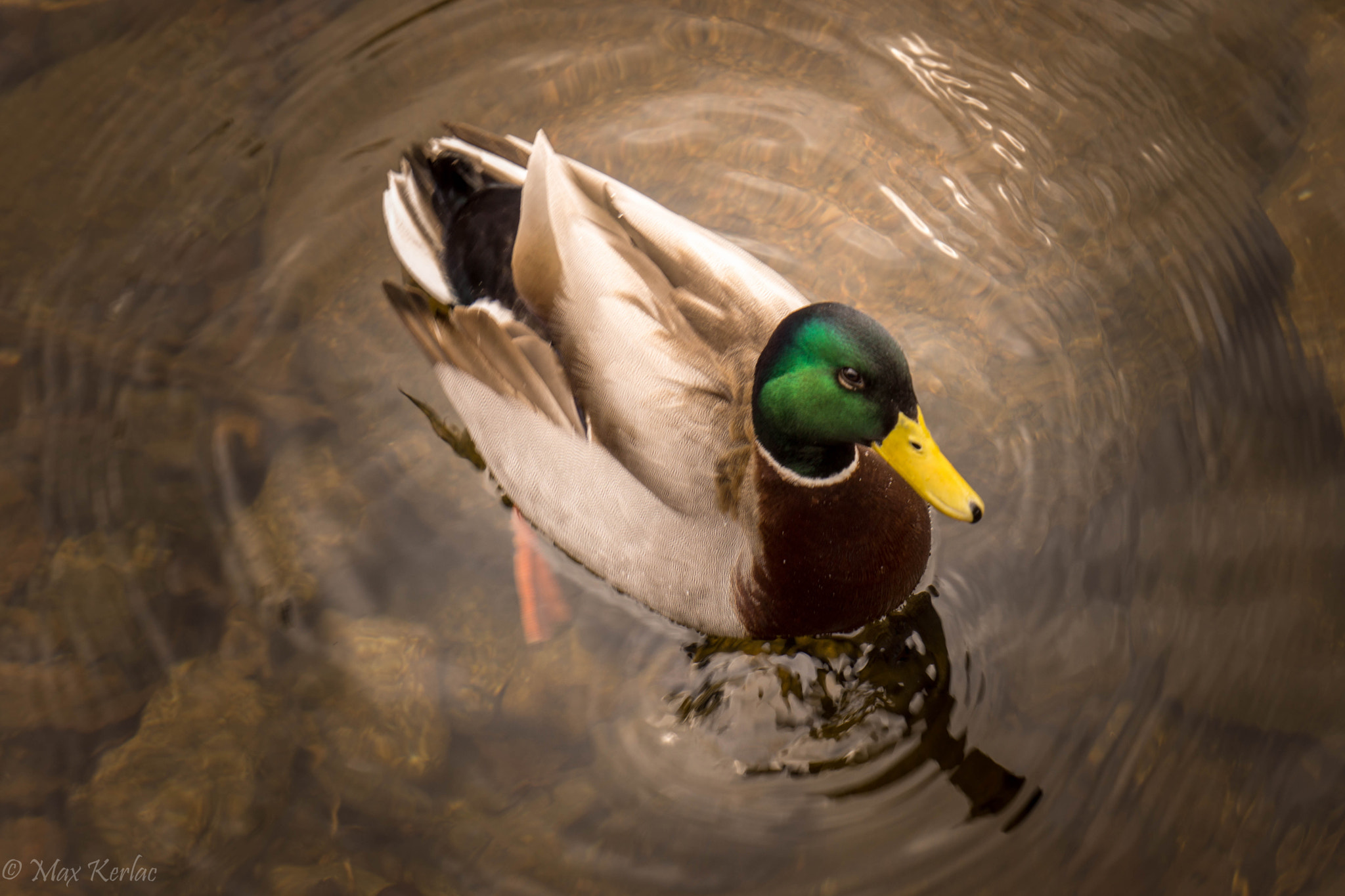 Sony Alpha NEX-7 sample photo. Duck asking for my attention photography