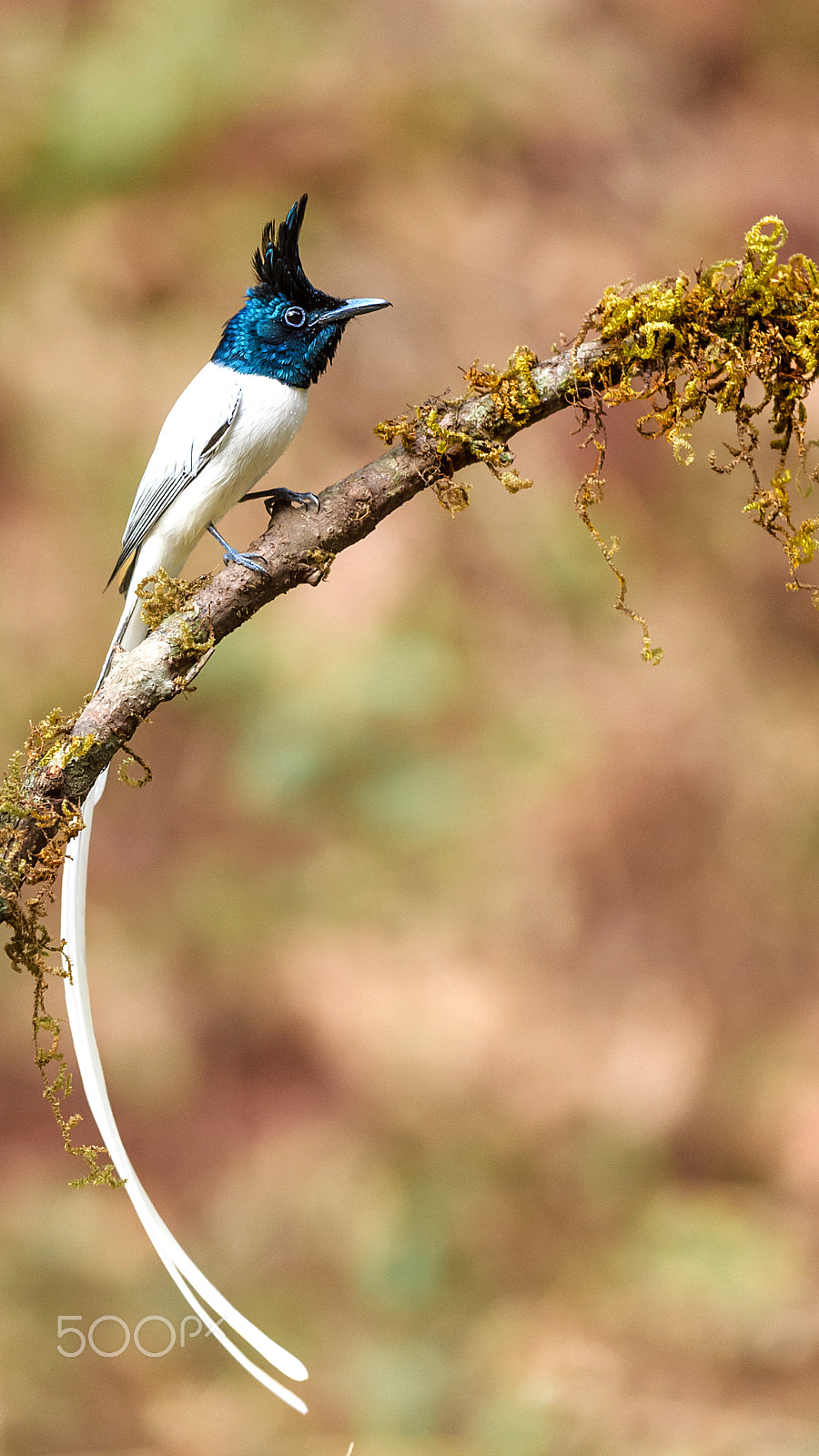 Nikon AF-S Nikkor 600mm F4E FL ED VR sample photo. Asian paradise fly catcher photography