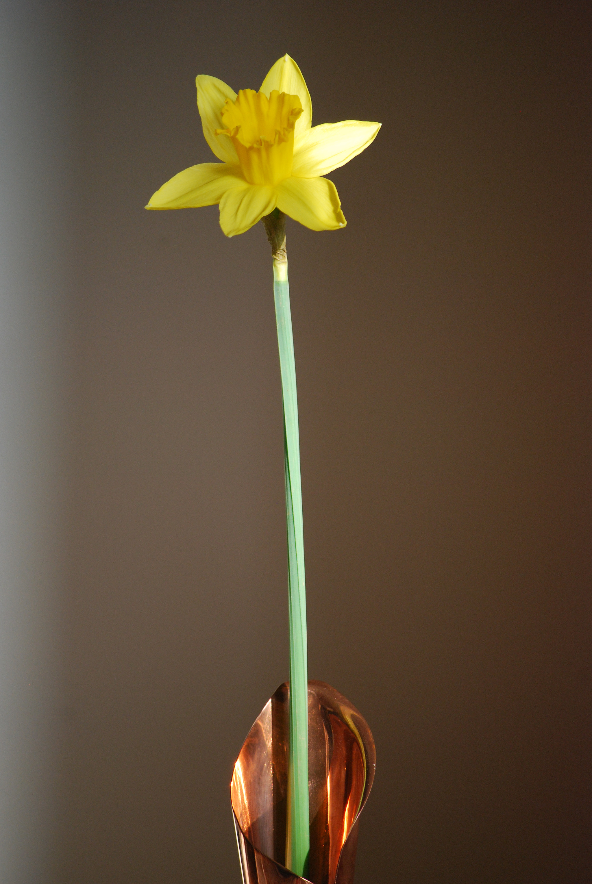 Nikon D80 sample photo. Daffodil in brass flute photography