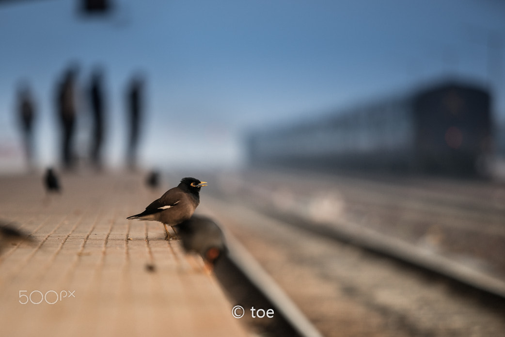 Canon EF 70-200mm F2.8L USM sample photo. Waiting photography