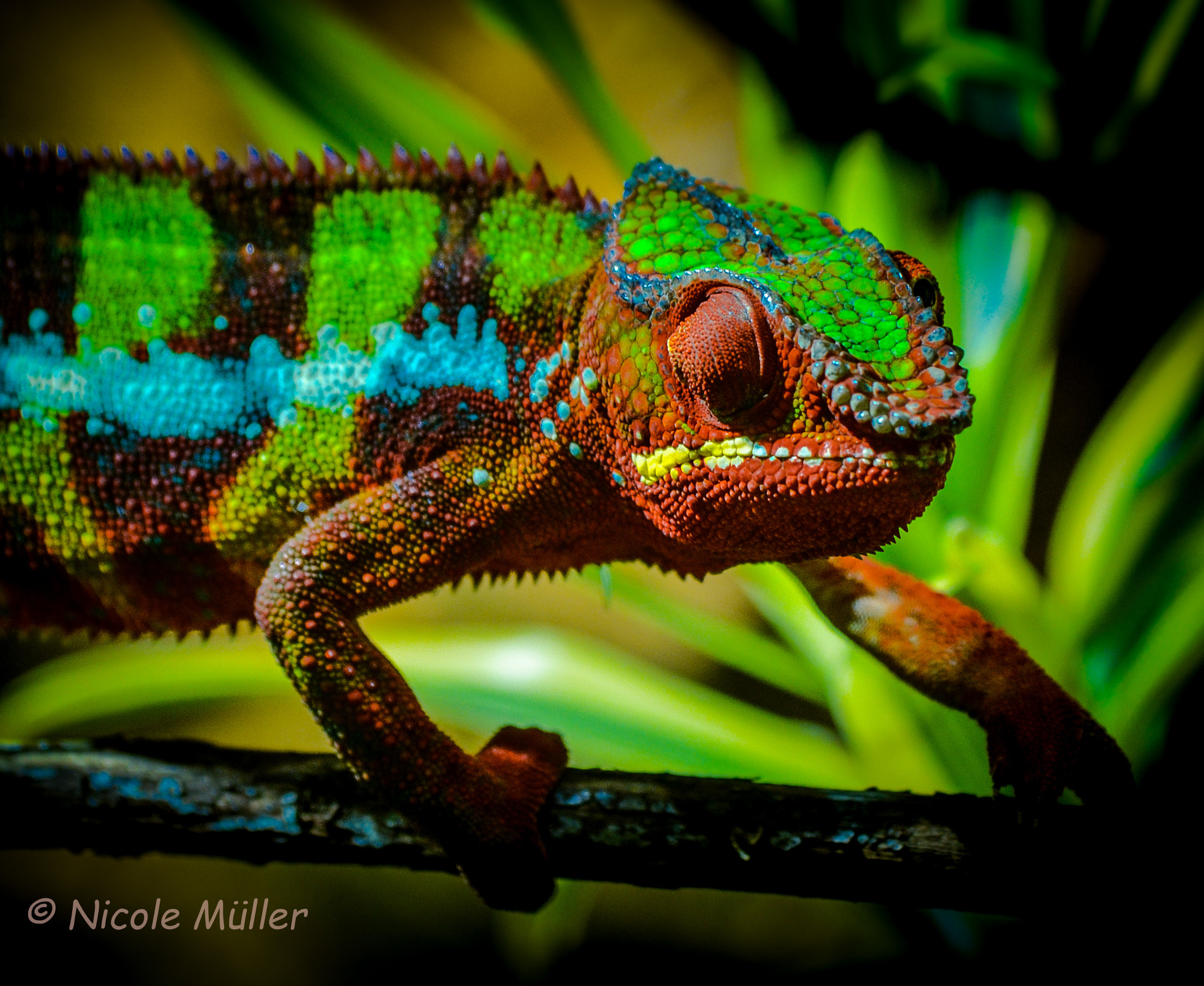 Sigma 70-300mm F4-5.6 APO DG Macro sample photo. Reptil photography