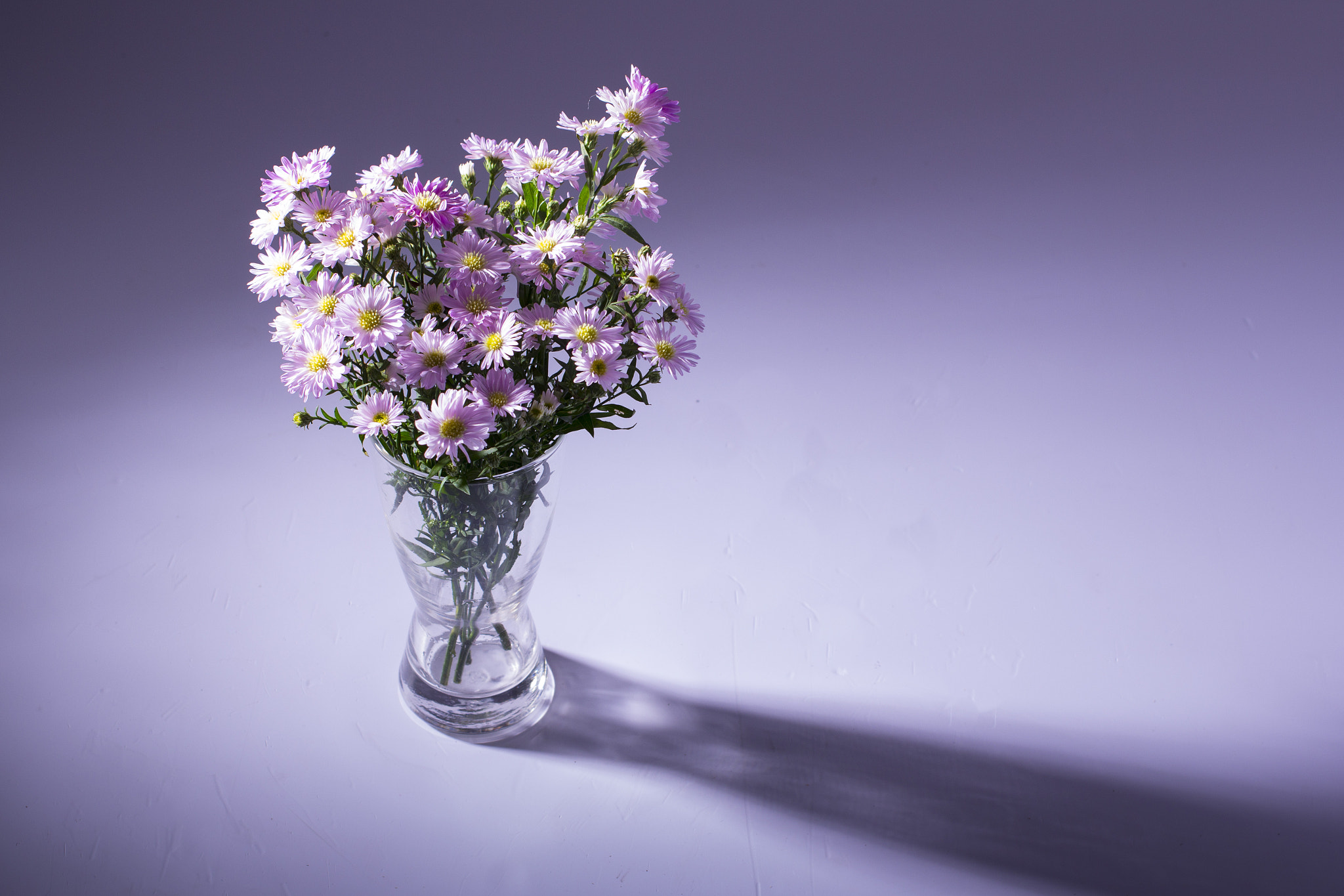 Canon EOS 60D + Canon EF 40mm F2.8 STM sample photo. Daisy photography