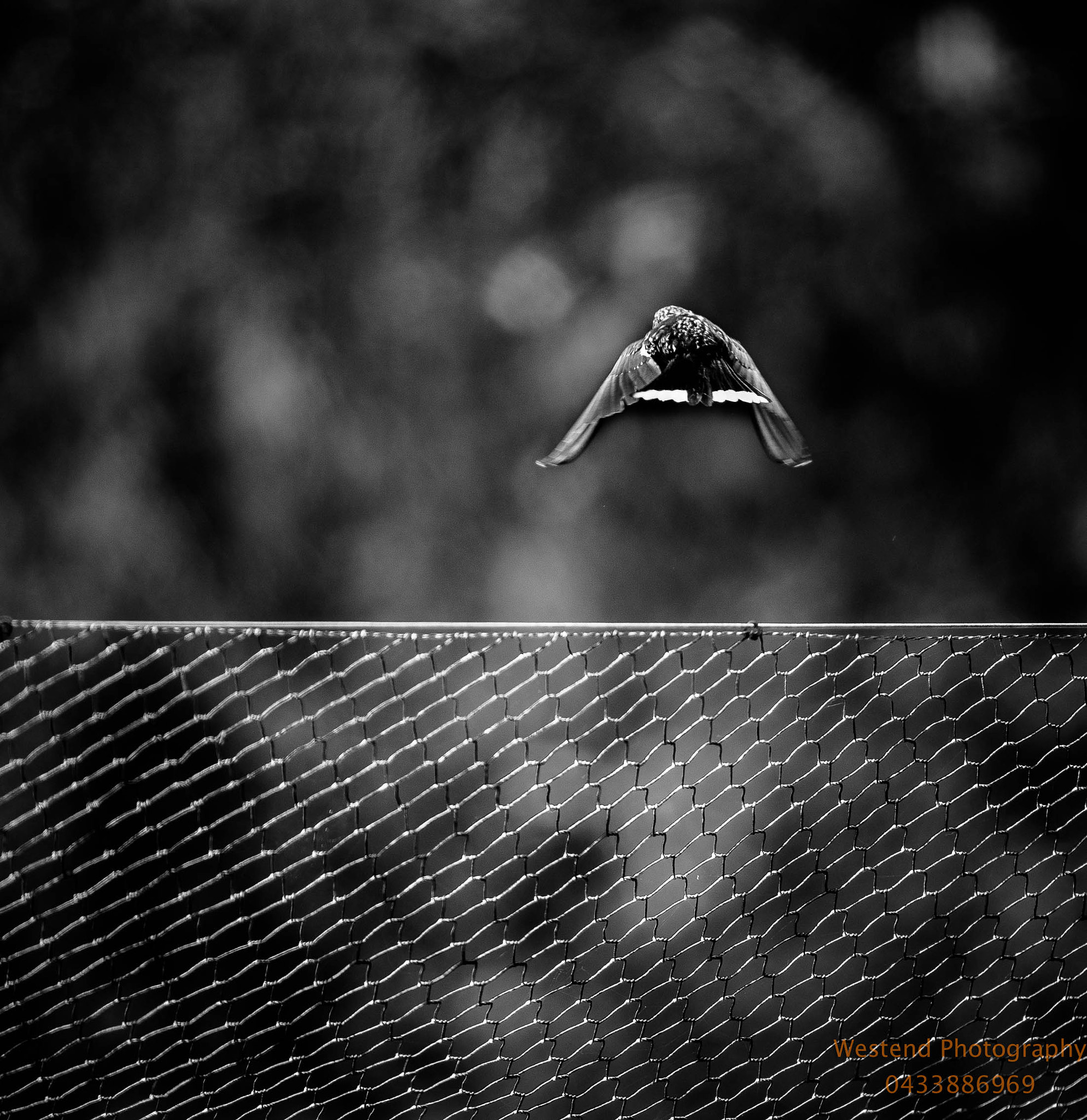 Canon EOS-1D X Mark II sample photo. Saw the bird seat on the fence.as i moved the camera towards it, flew away quickly photography