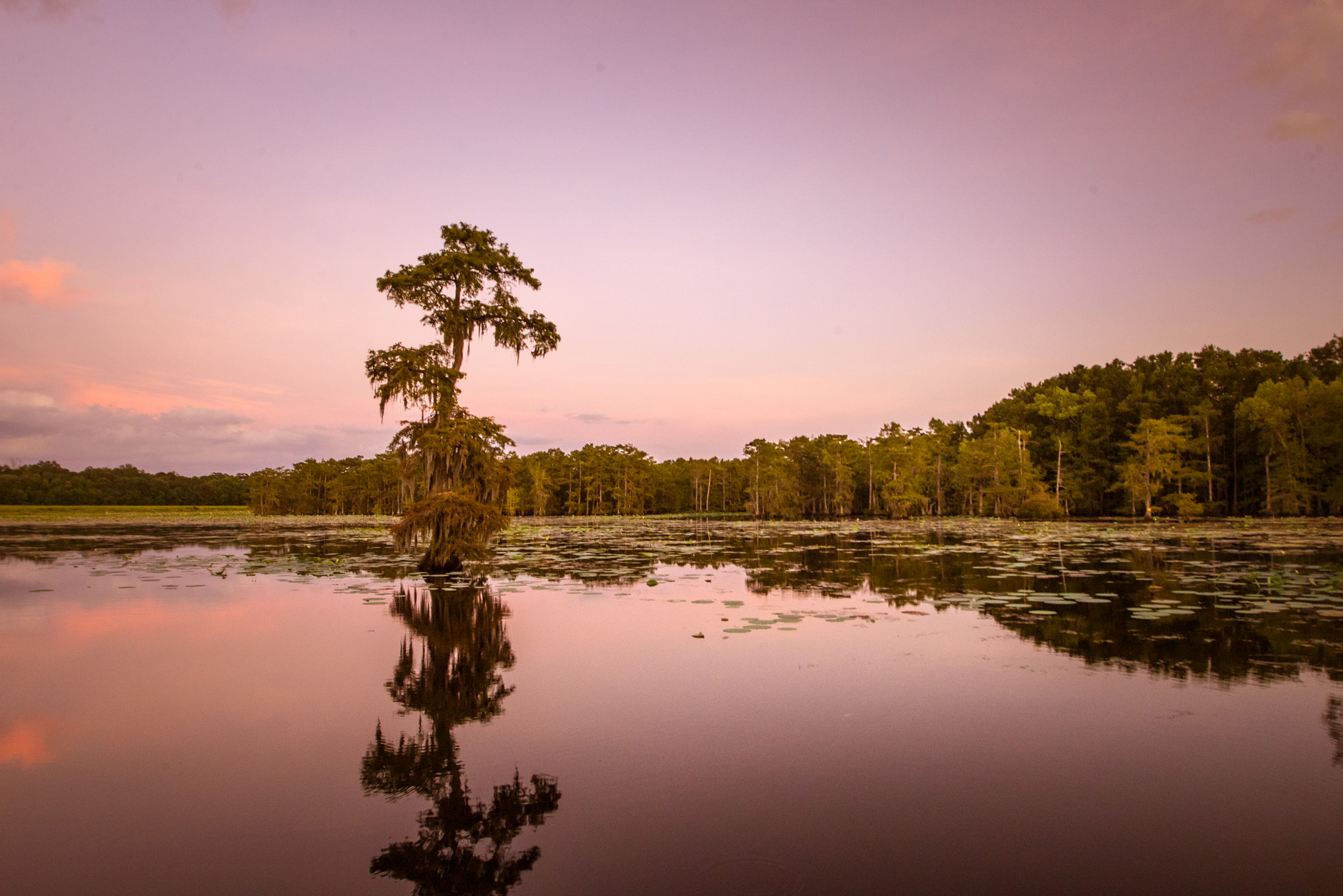 Nikon D600 sample photo. Sunset cypress reflection photography