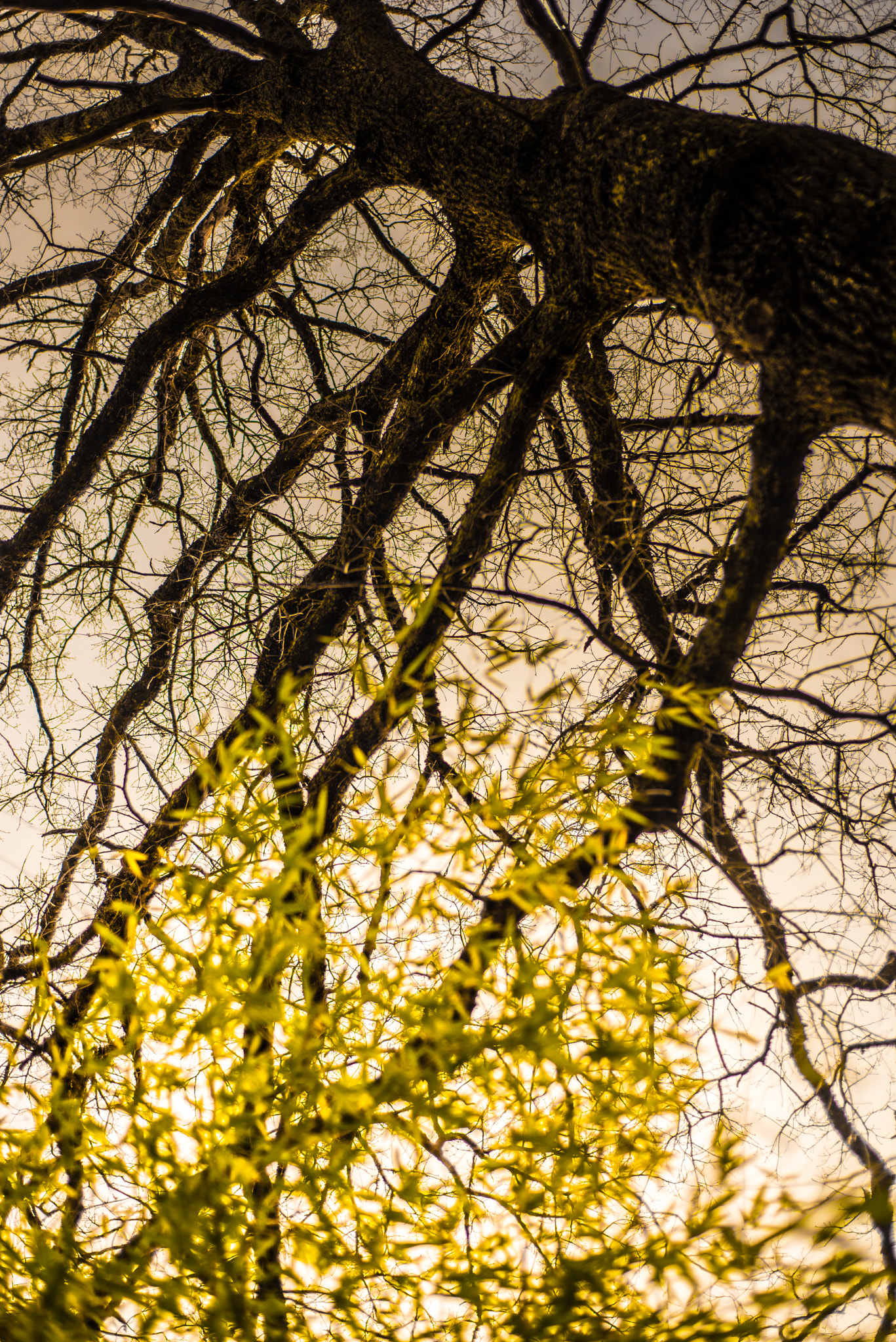 Nikon D750 + AF Nikkor 50mm f/1.8 sample photo. Tree's shadow photography