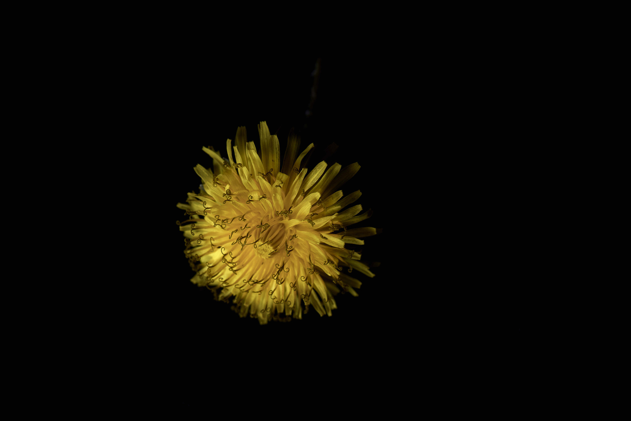 Nikon D800 sample photo. Dandelion detail study photography
