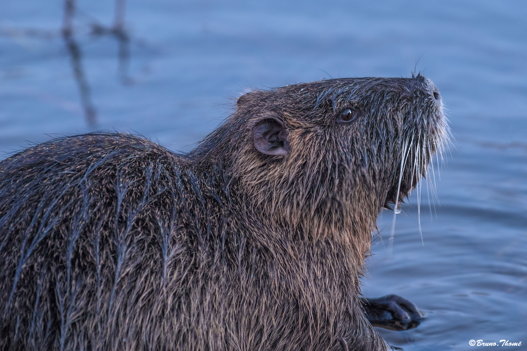 Pentax smc DA* 300mm F4.0 ED (IF) SDM sample photo. Coypu photography