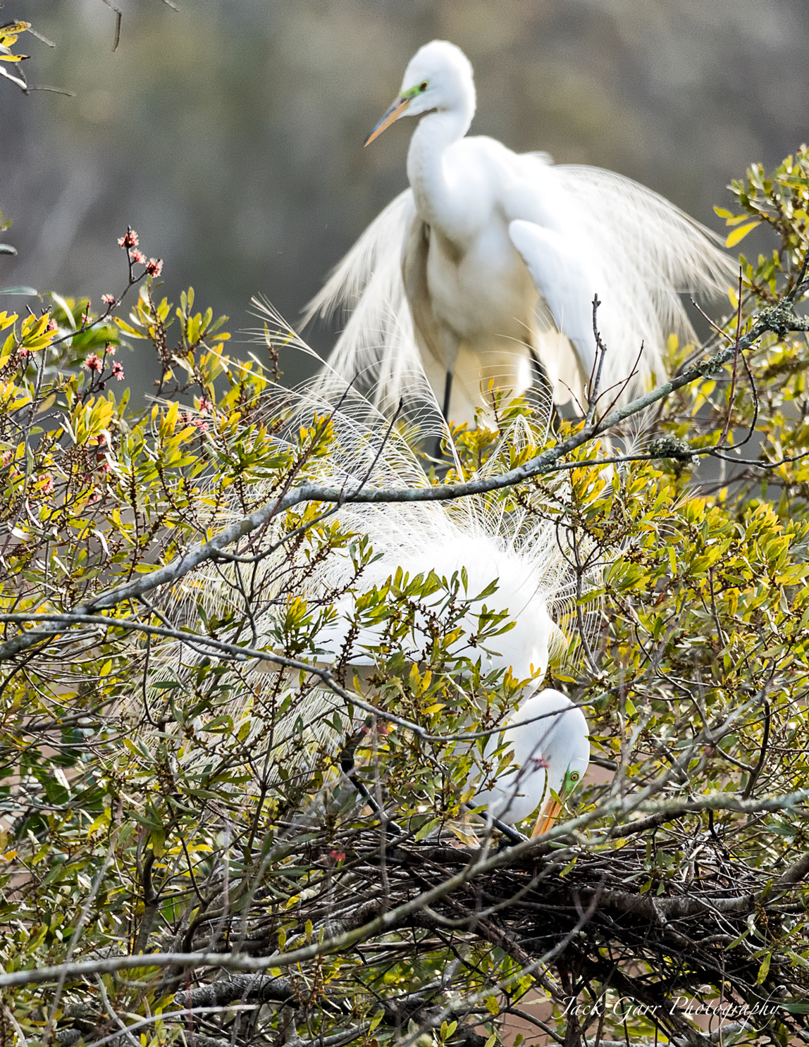 Canon EOS-1D X Mark II + 150-600mm F5-6.3 DG OS HSM | Sports 014 sample photo. Great white egret mating plumage building nest photography