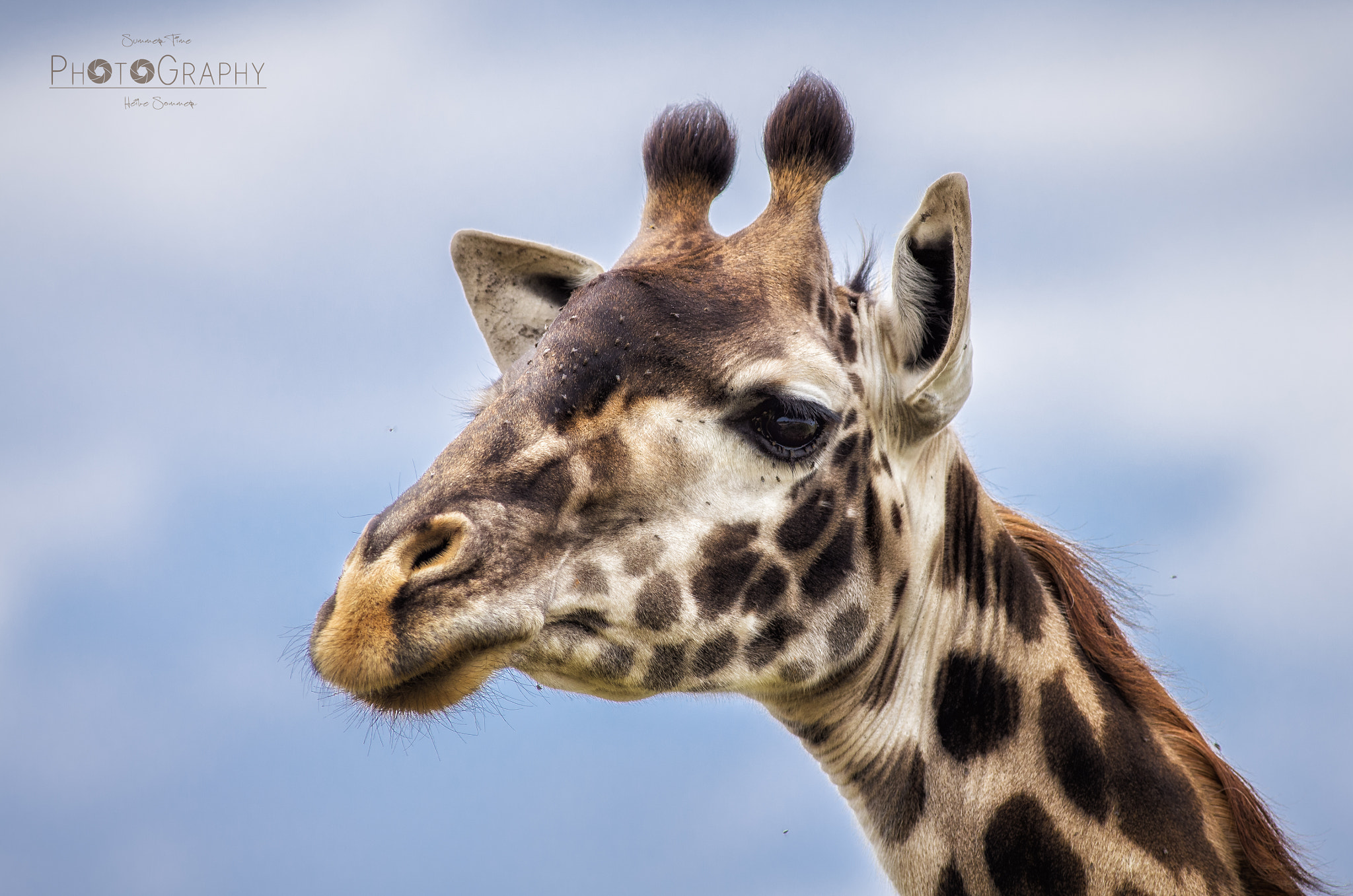 Pentax K-5 sample photo. Head up in the sky... photography