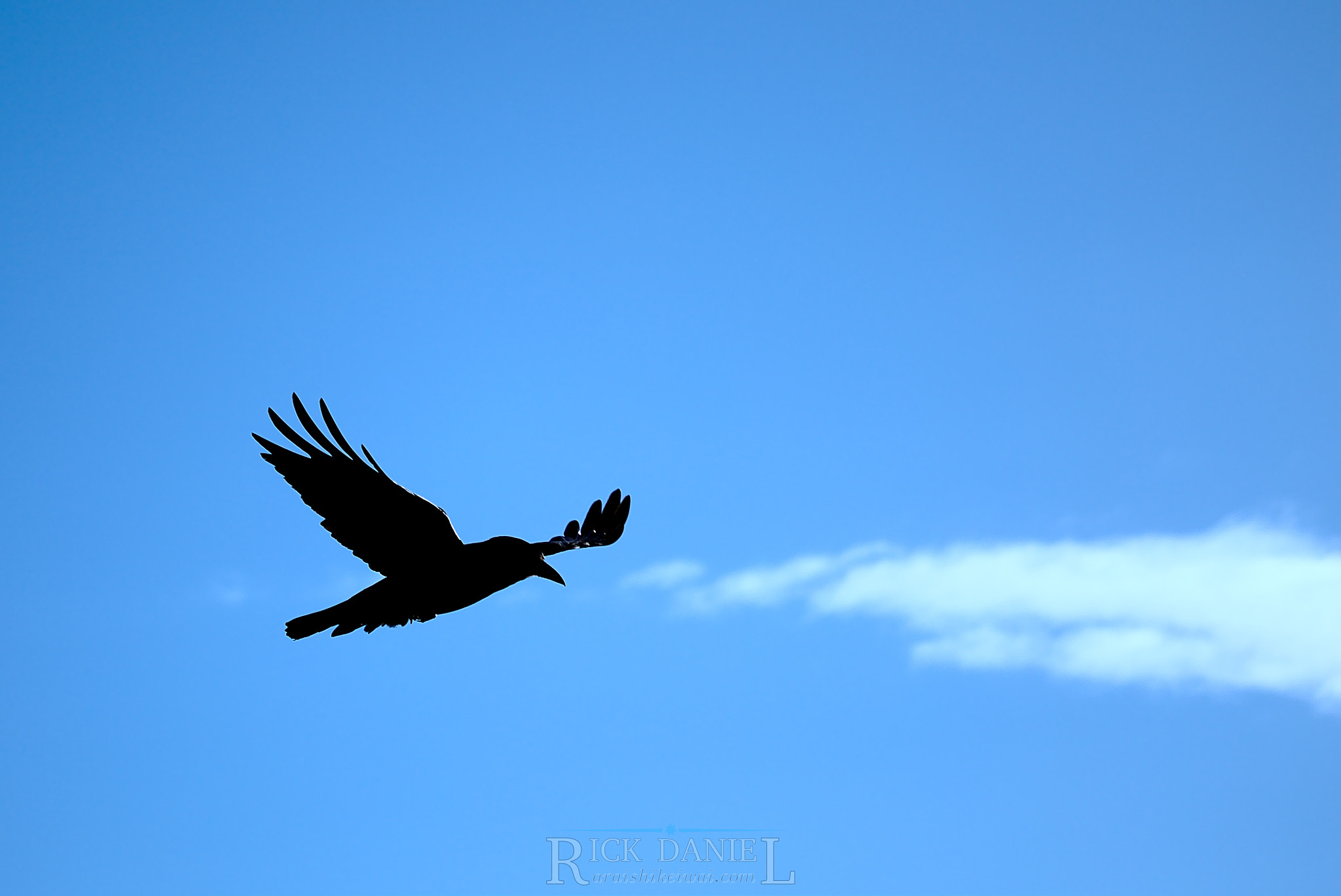 Canon EF-S 55-250mm F4-5.6 IS STM sample photo. Silhouette photography