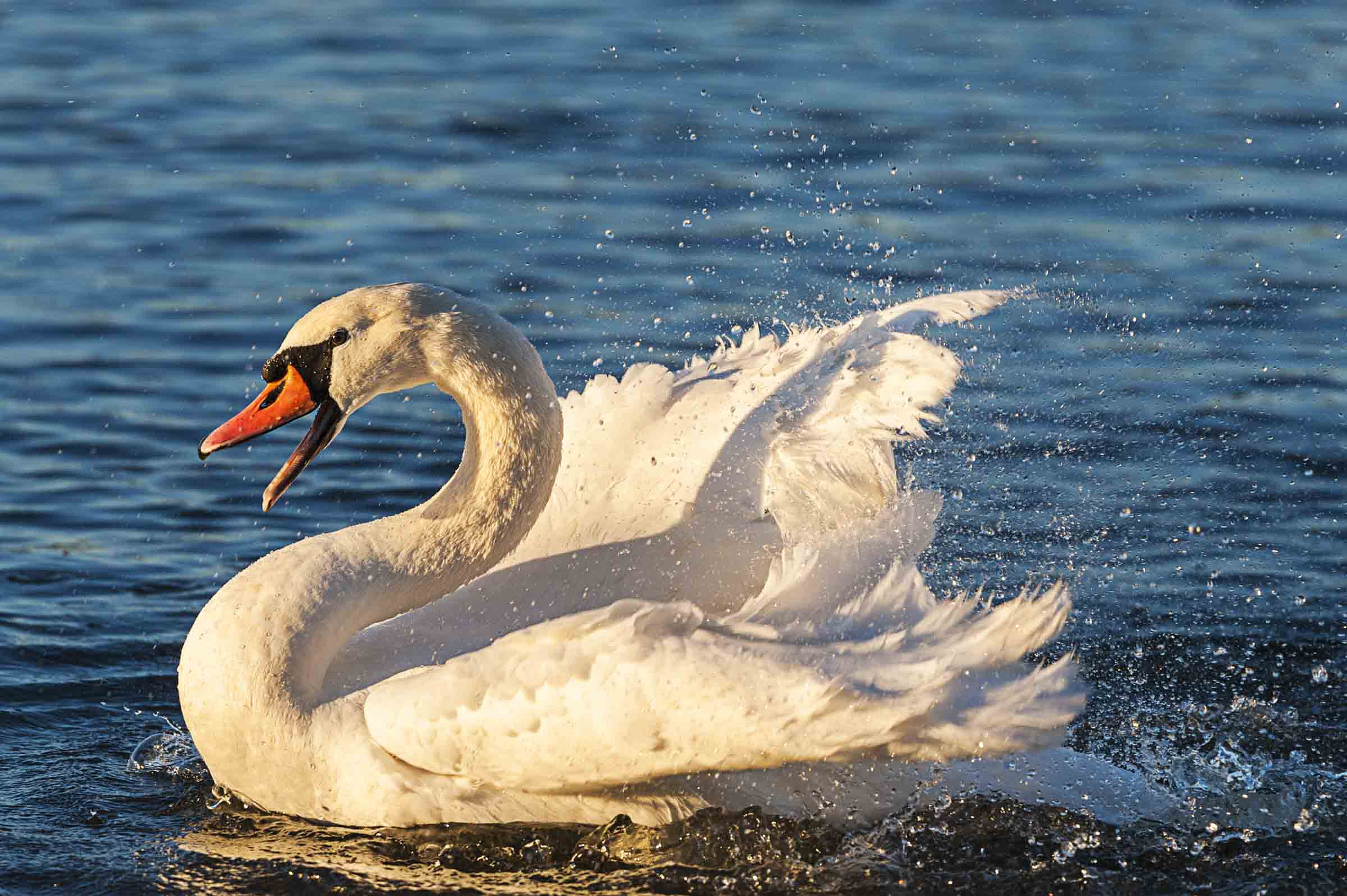 Sigma 150-600mm F5-6.3 DG OS HSM | C sample photo. Dawn dip photography