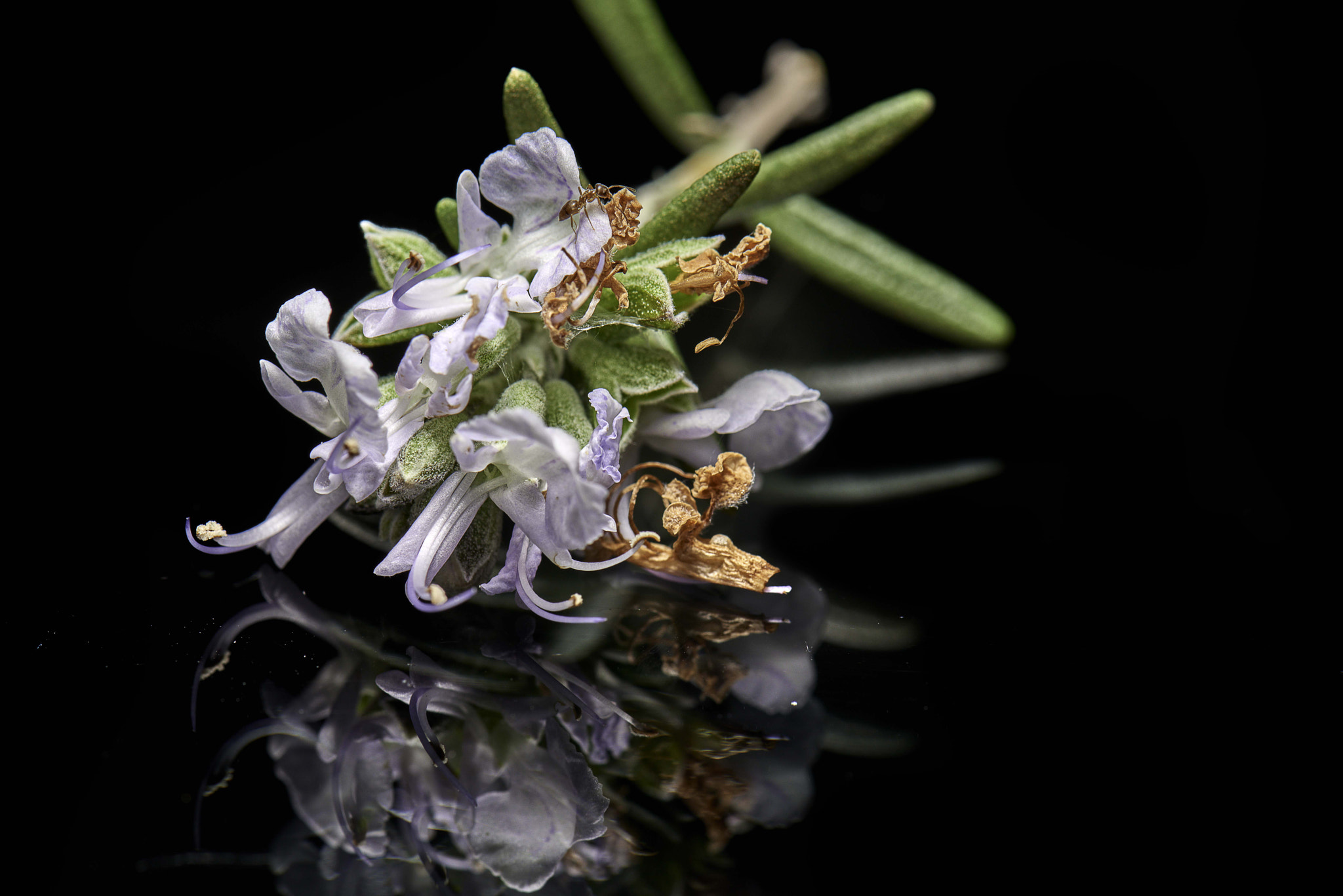 Nikon D800 sample photo. Lavender and red ant detail study photography