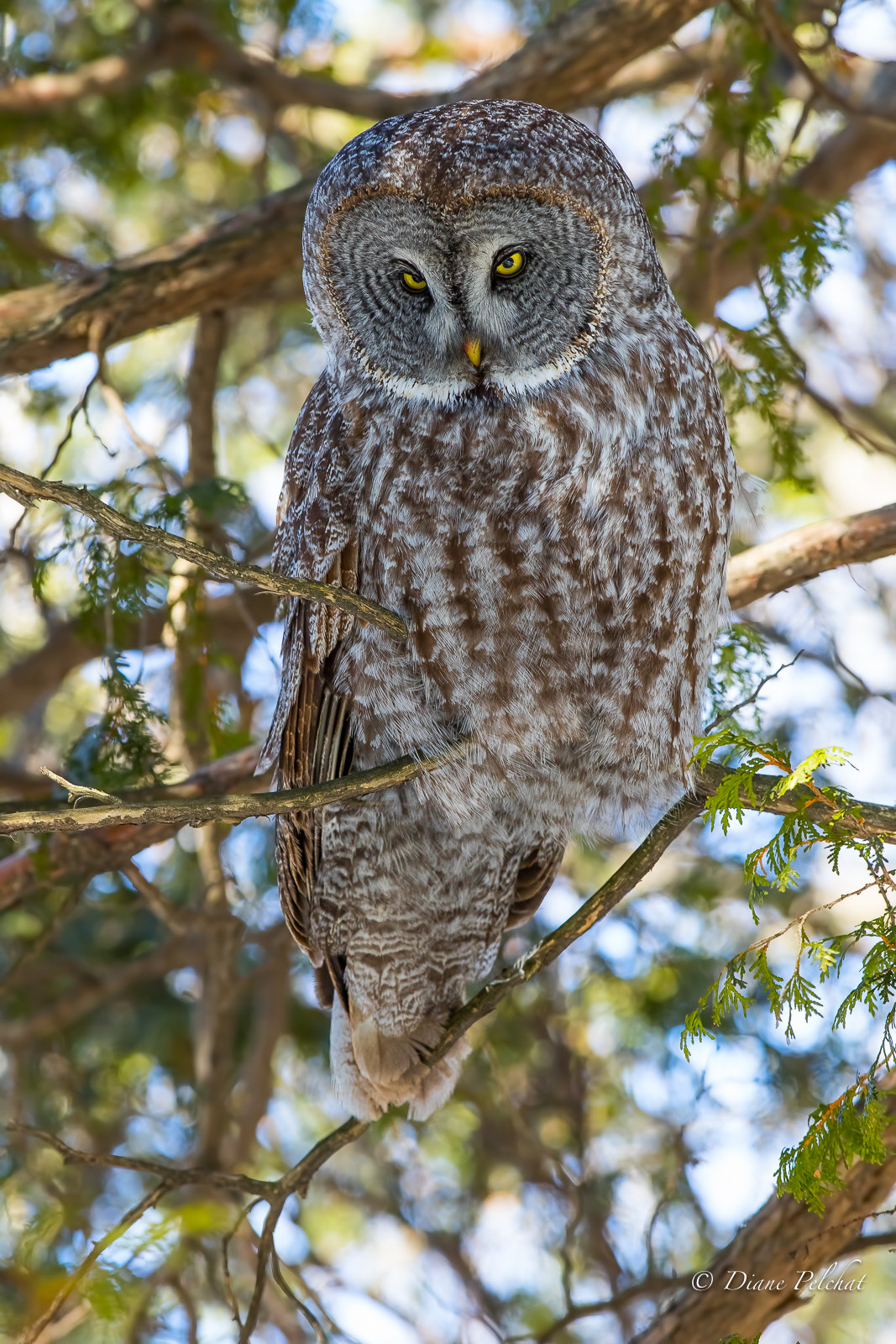 Canon EF 300mm F2.8L IS II USM sample photo. I am ready you can take my portrait photography