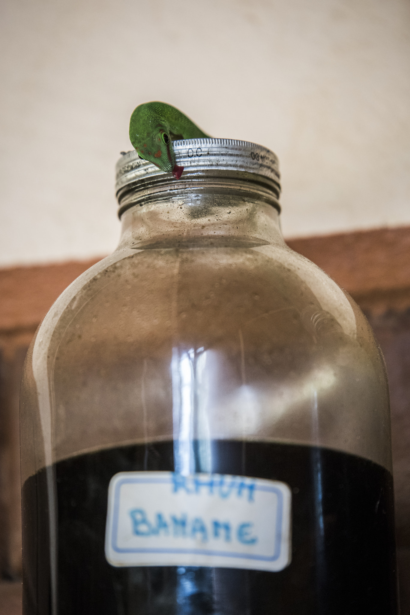 Tamron SP 70-200mm F2.8 Di VC USD sample photo. Boozy gecko... photography