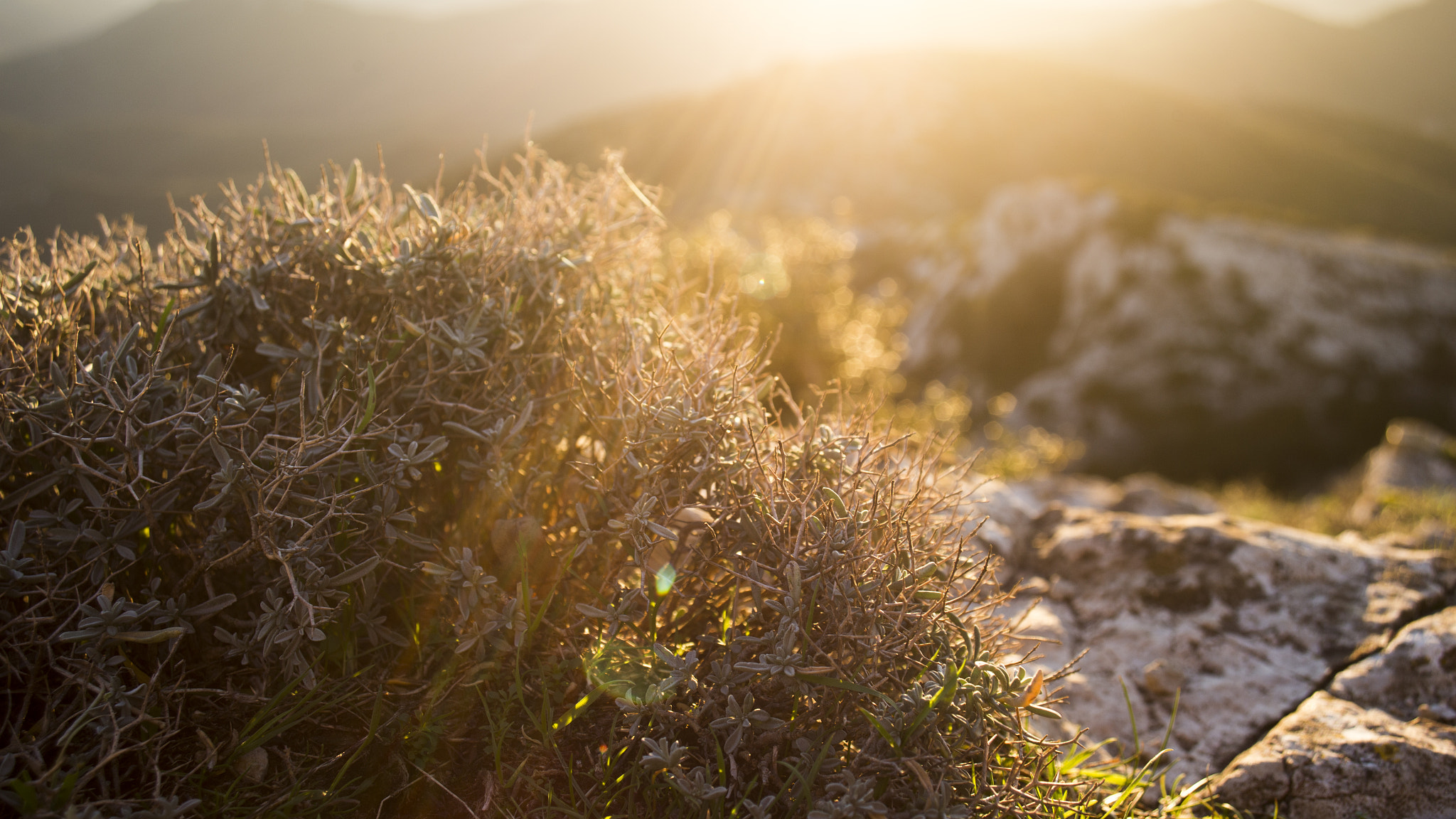 Canon EF 22-55mm f/4-5.6 USM sample photo. Bright bush photography