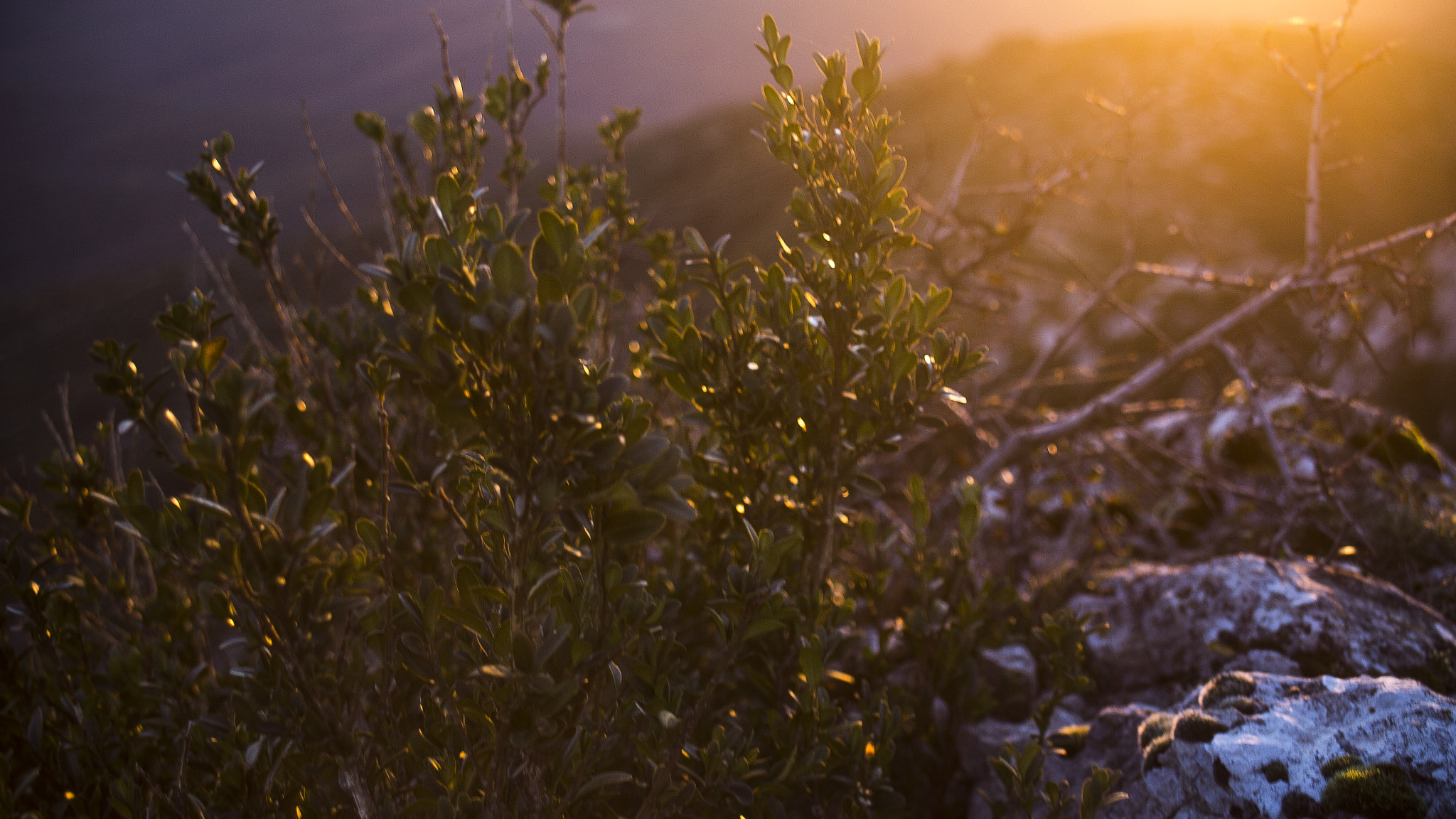 Canon EF 22-55mm f/4-5.6 USM sample photo. Orange greenery photography