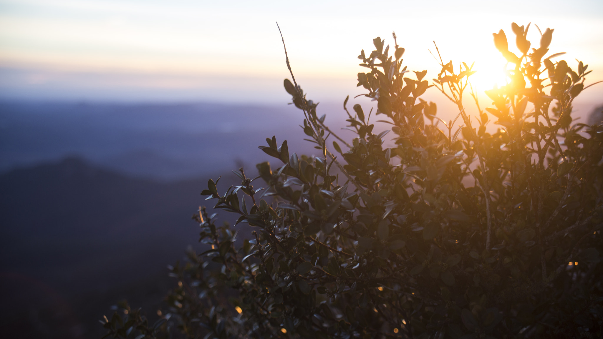 Canon EOS 6D + Canon EF 22-55mm f/4-5.6 USM sample photo. Through vegetation photography