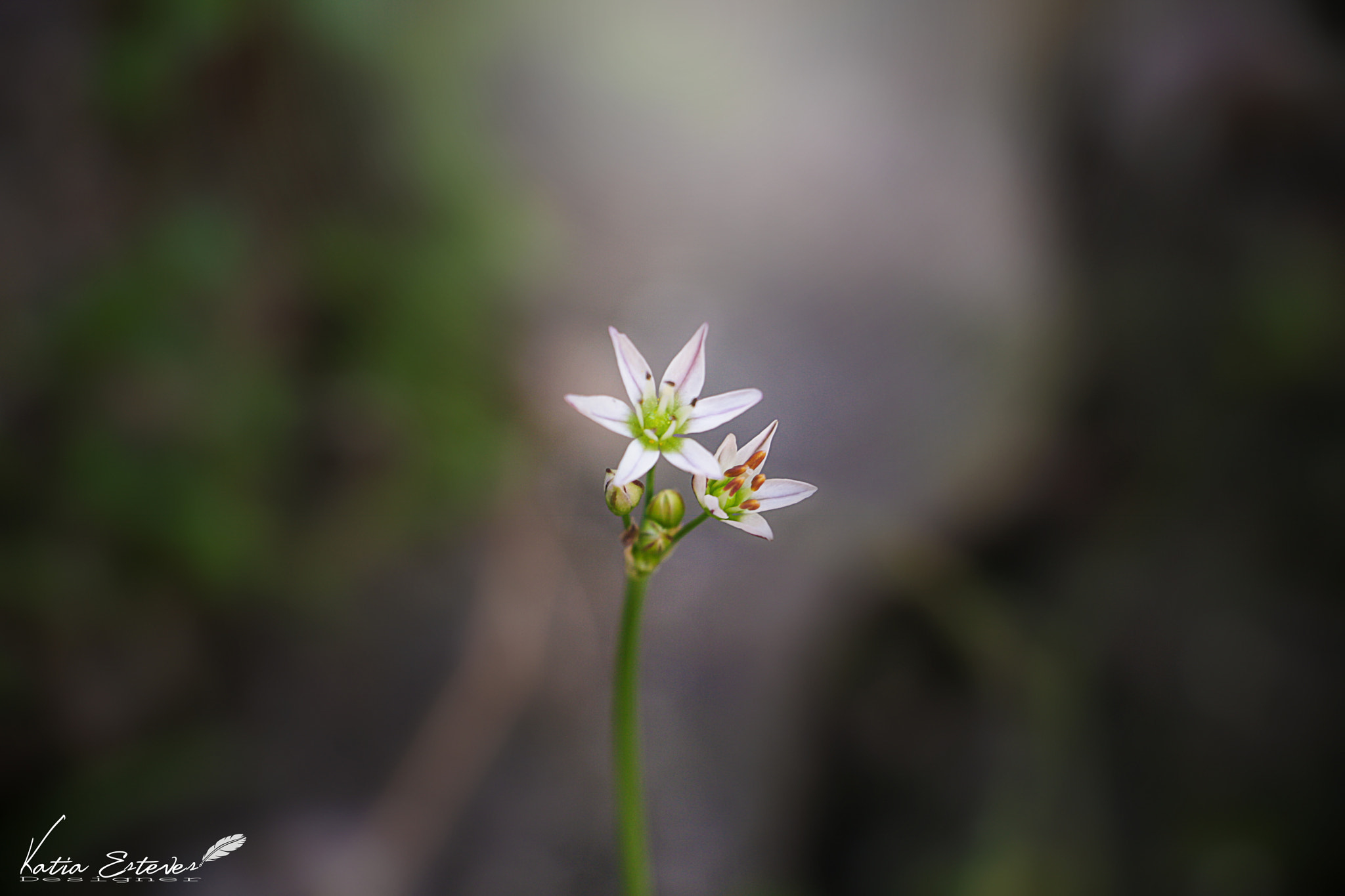 Canon EOS 40D sample photo. Macro photography