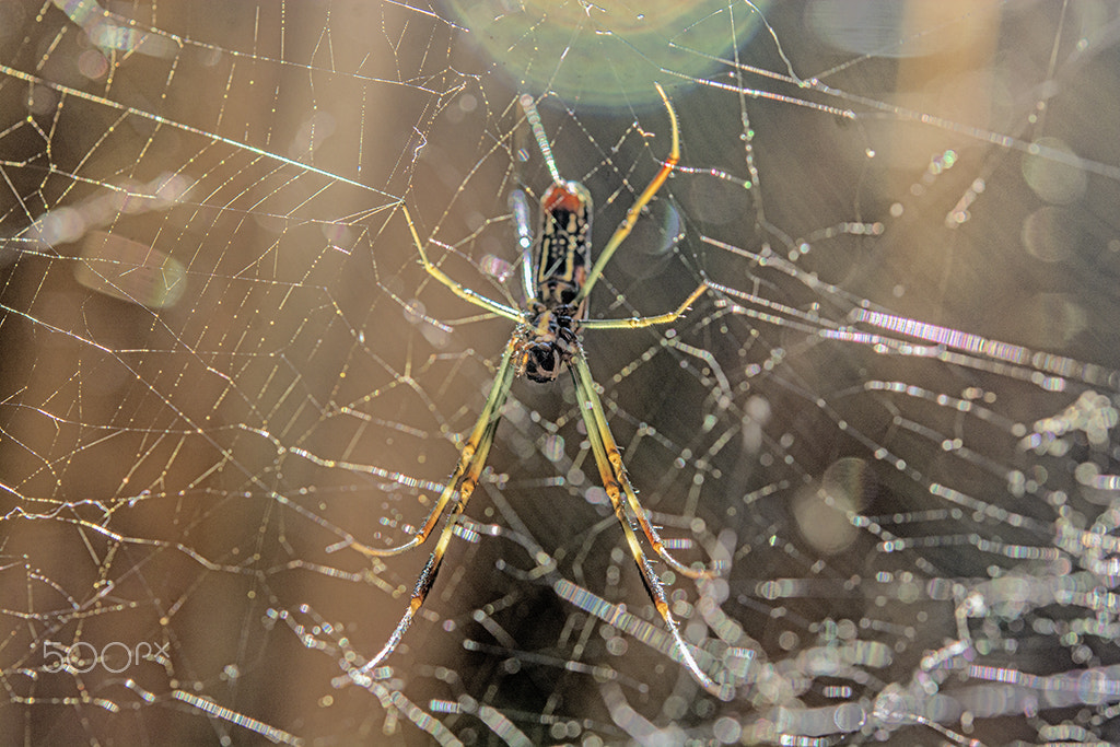 Nikon AF-S Micro-Nikkor 60mm F2.8G ED sample photo. Pequena aranha photography