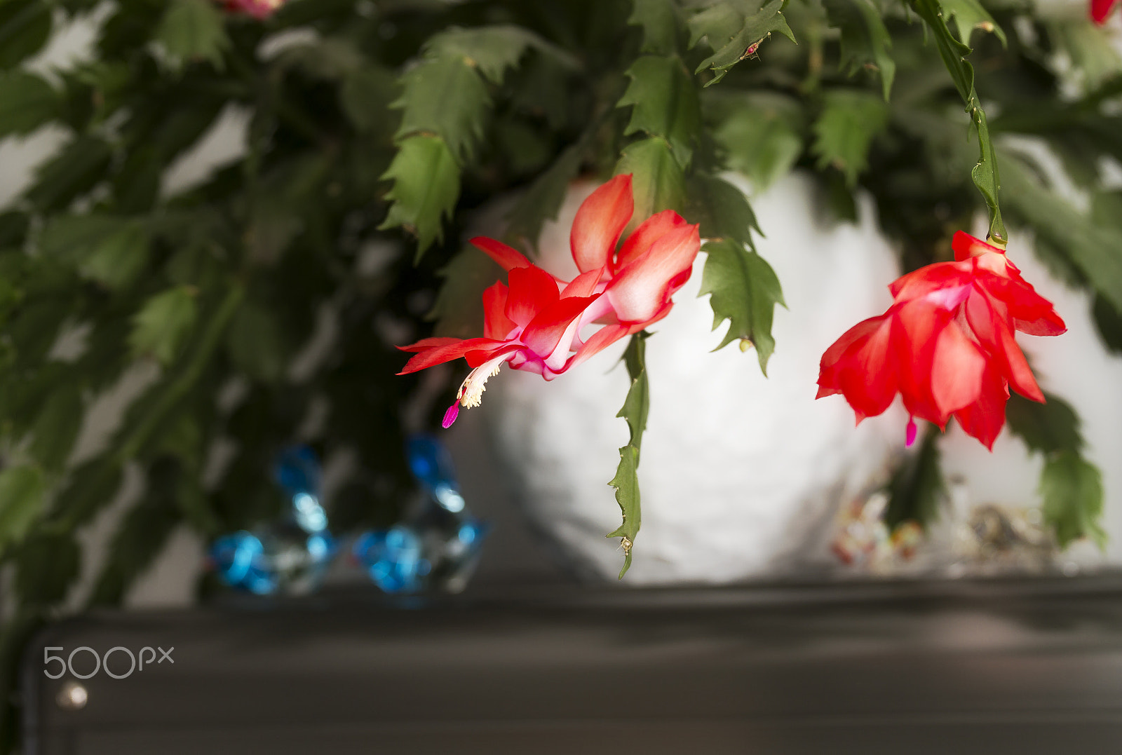 Canon EF 24-70mm F4L IS USM sample photo. Schlumbergera photography