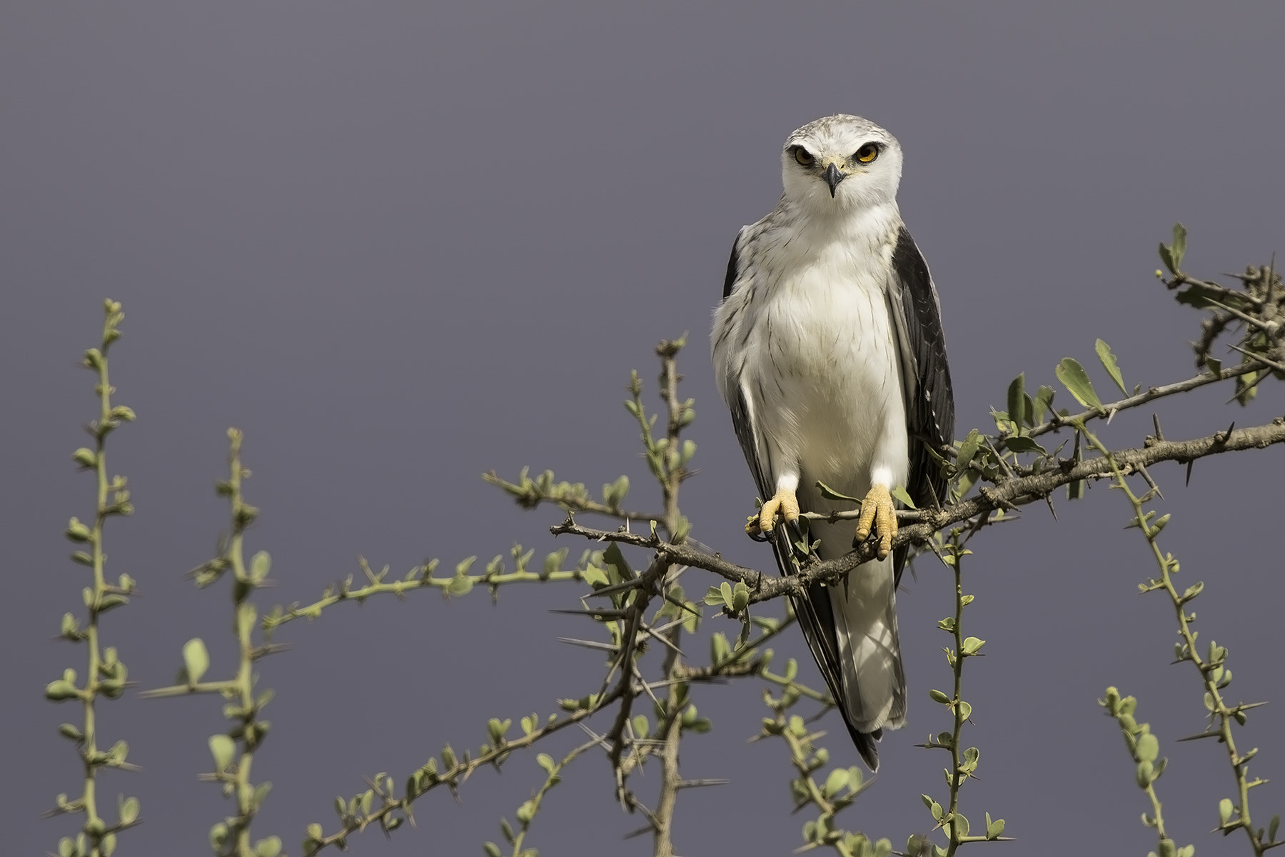 Canon EF 600mm F4L IS II USM sample photo. Black-shouldered kite photography