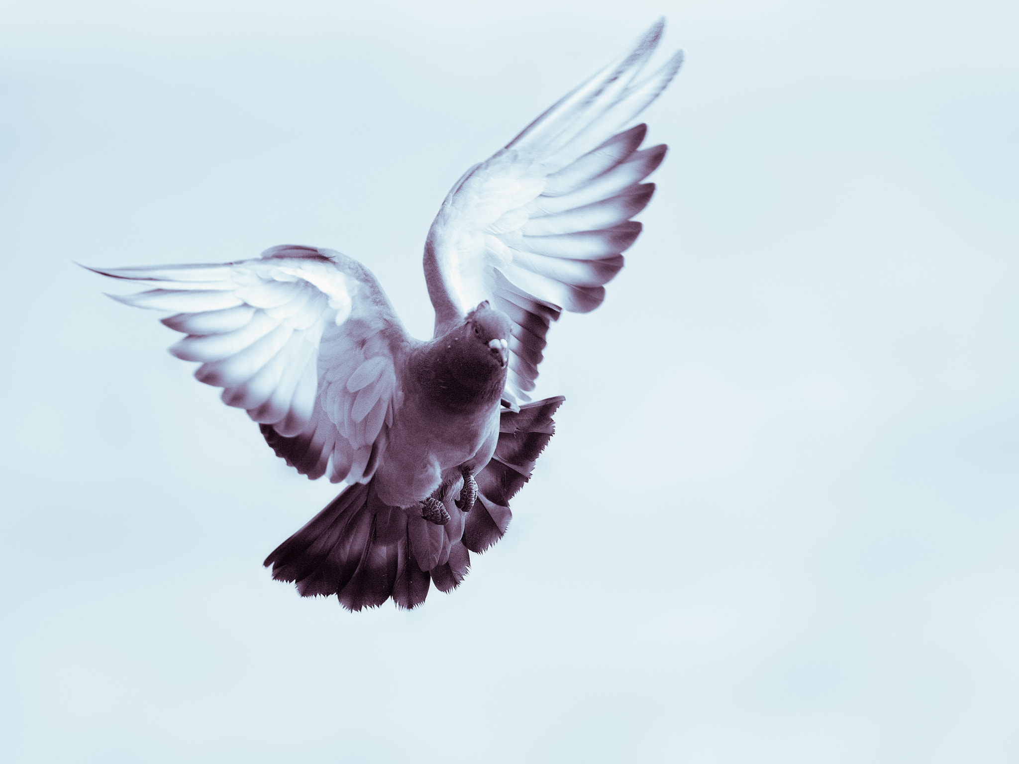 Nikon D4 + Nikon AF-S Nikkor 300mm F4D ED-IF sample photo. Pigeon | taube photography