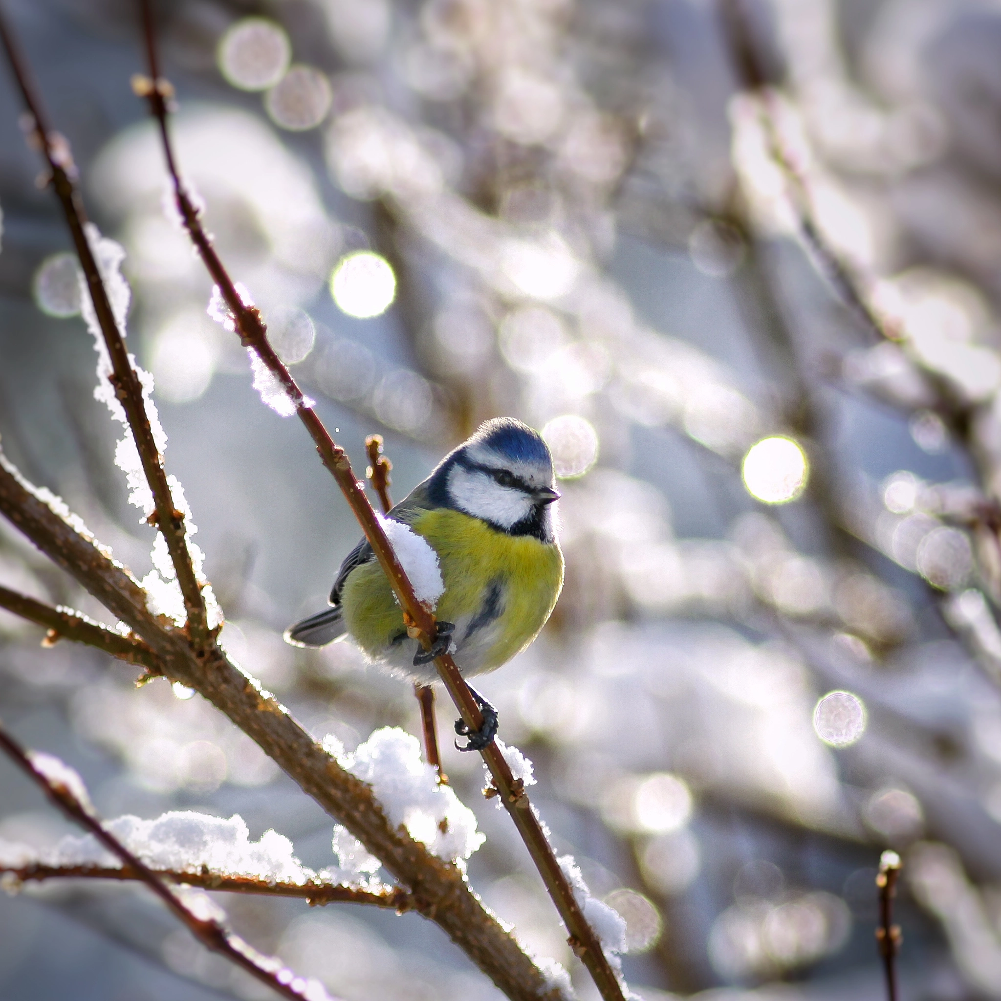 Canon EOS 50D sample photo. Bluetit photography