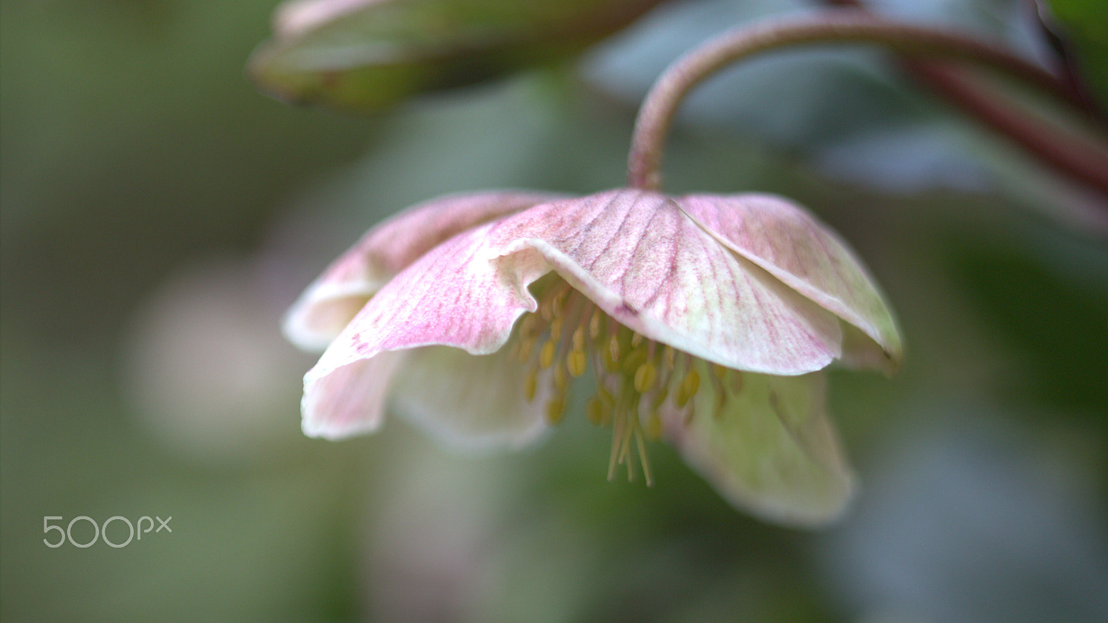 Canon EOS 60D + Canon EF 100mm F2.8 Macro USM sample photo. Helleborus photography