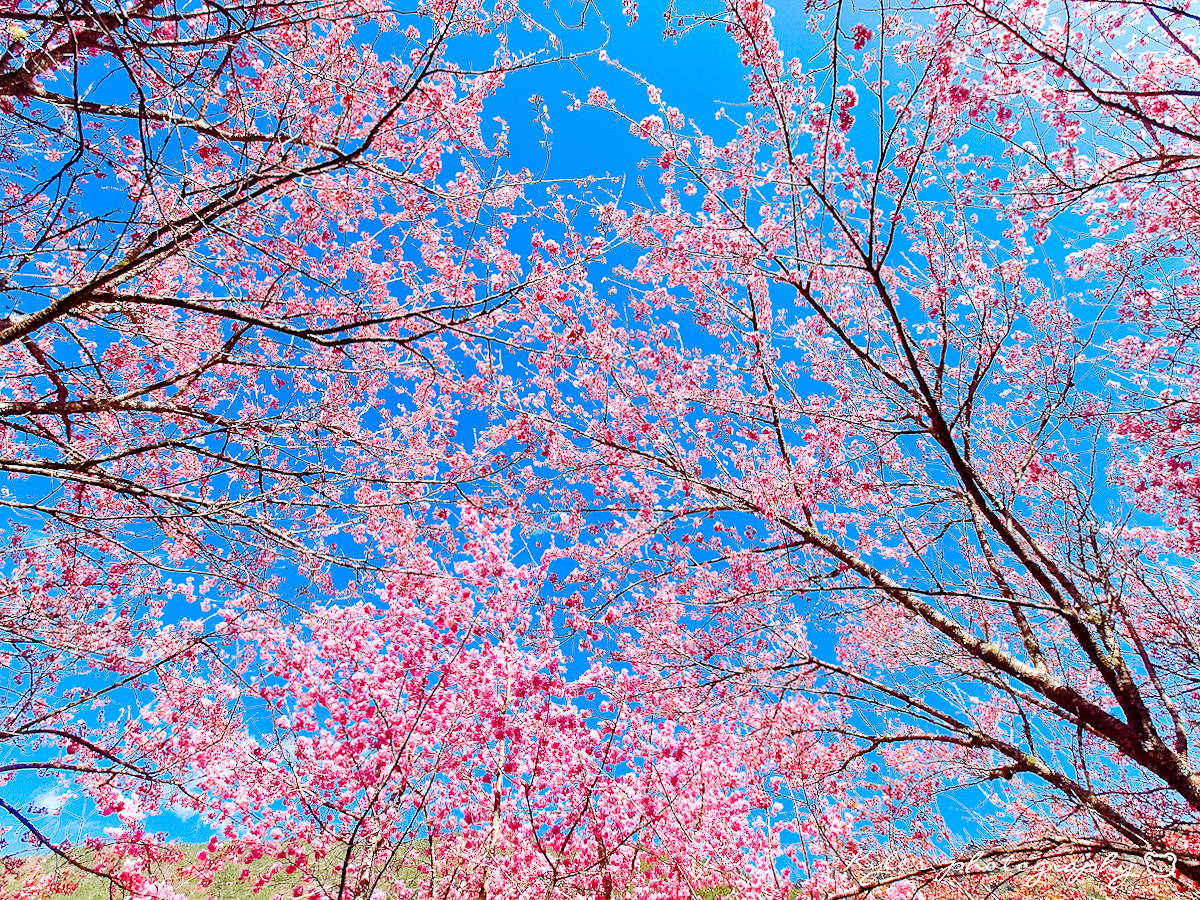 Olympus Zuiko Digital ED 9-18mm F4.0-5.6 sample photo. 武陵櫻滿天 photography