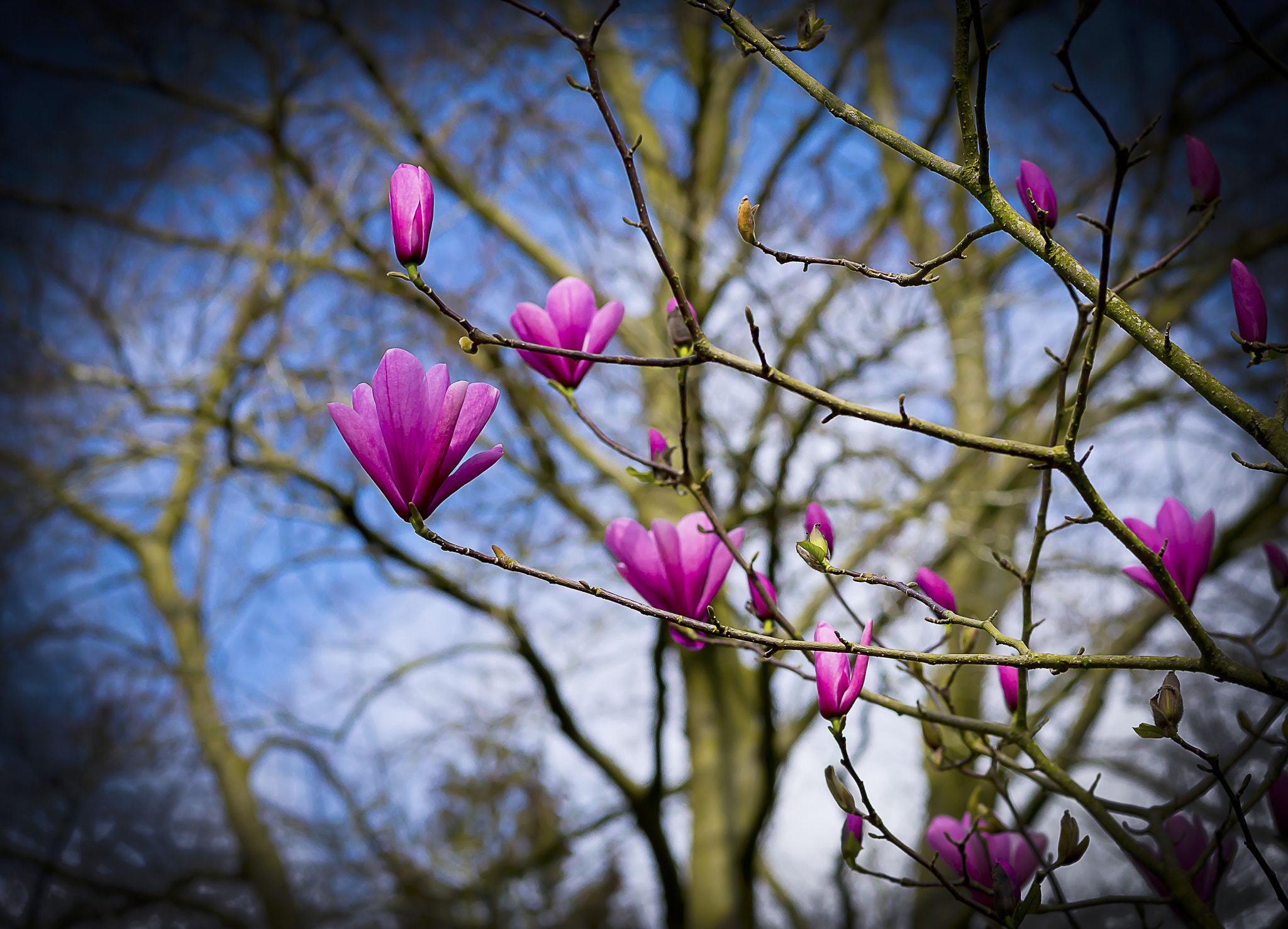 Panasonic Lumix DMC-G3 + Sigma 60mm F2.8 DN Art sample photo. Spring arriving photography