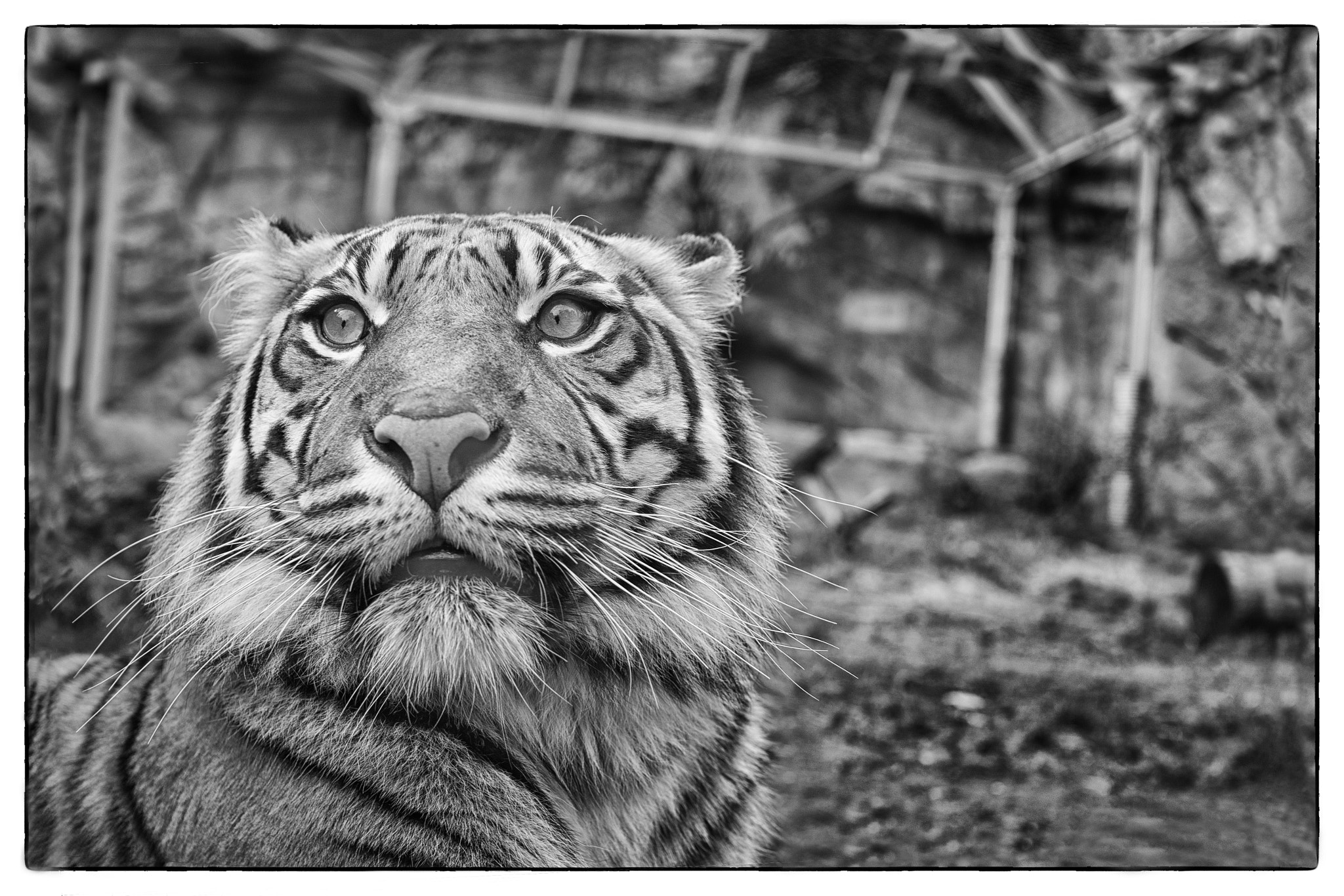 Sigma 30mm F1.4 EX DC HSM sample photo. 'a tigre 2 photography