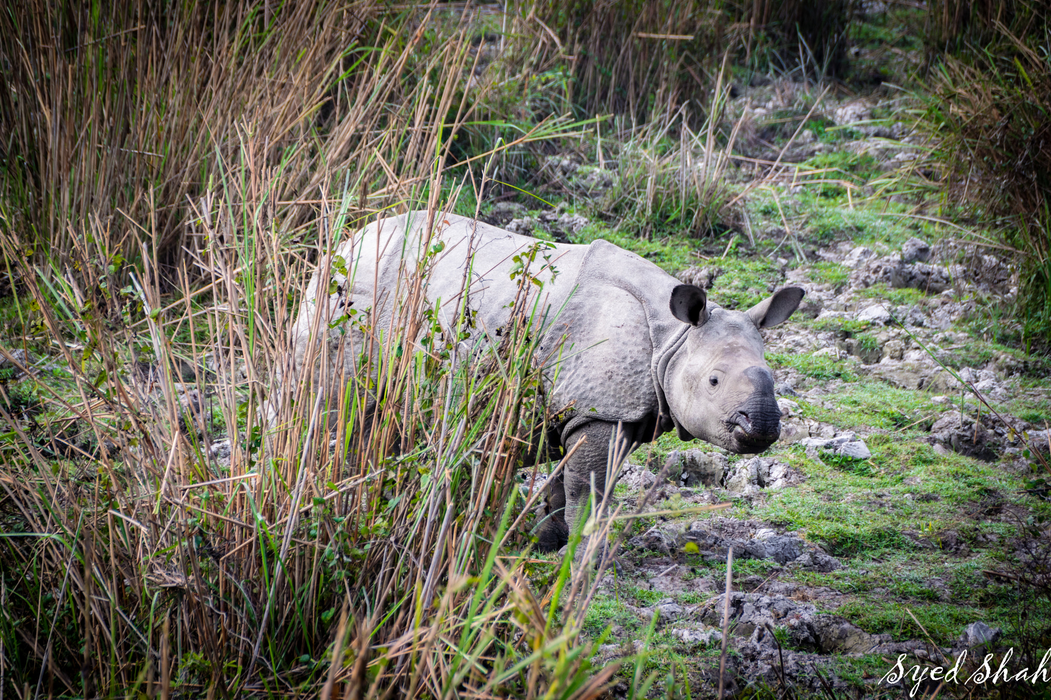 Sigma 18-250mm F3.5-6.3 DC Macro OS HSM sample photo. Baby rhino photography
