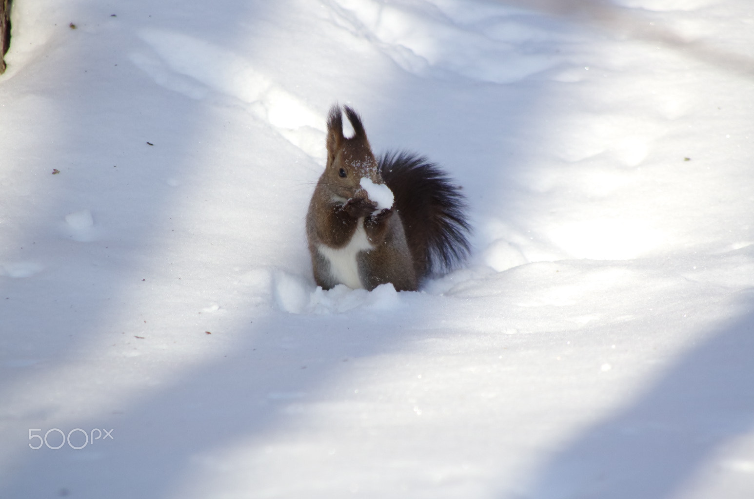 Pentax K-5 + Pentax smc DA 55-300mm F4.0-5.8 ED sample photo. Snowball in hands photography