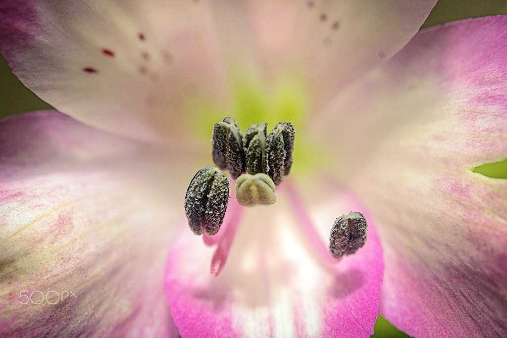 Nikon AF-S Micro-Nikkor 60mm F2.8G ED sample photo. Lirio em destaque photography