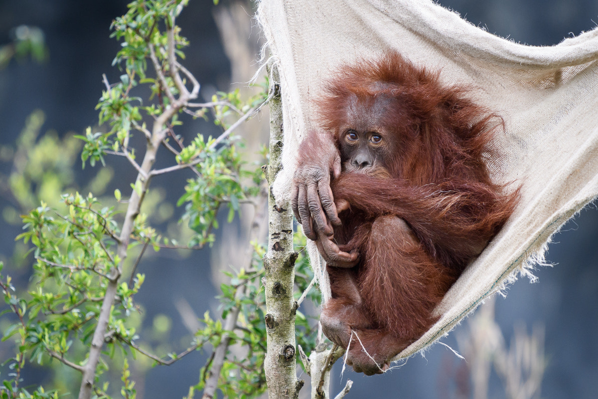 Nikon D500 sample photo. Orangutan at chester zoo photography