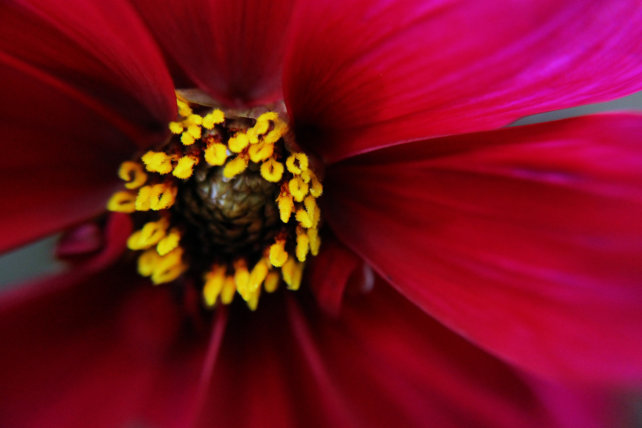 Canon EOS 1100D (EOS Rebel T3 / EOS Kiss X50) sample photo. Flower photography