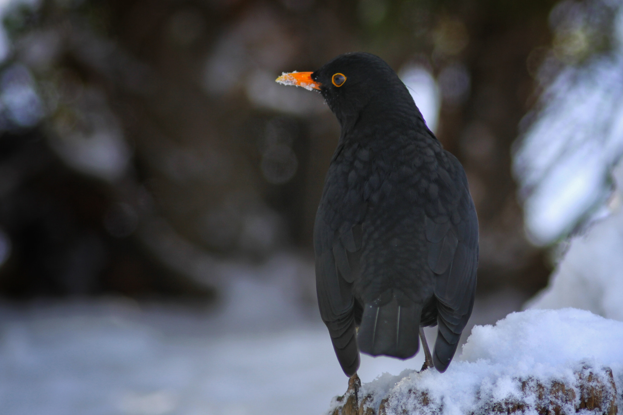 Canon EOS 50D + Canon EF 300mm F4L IS USM sample photo. Blackbird photography