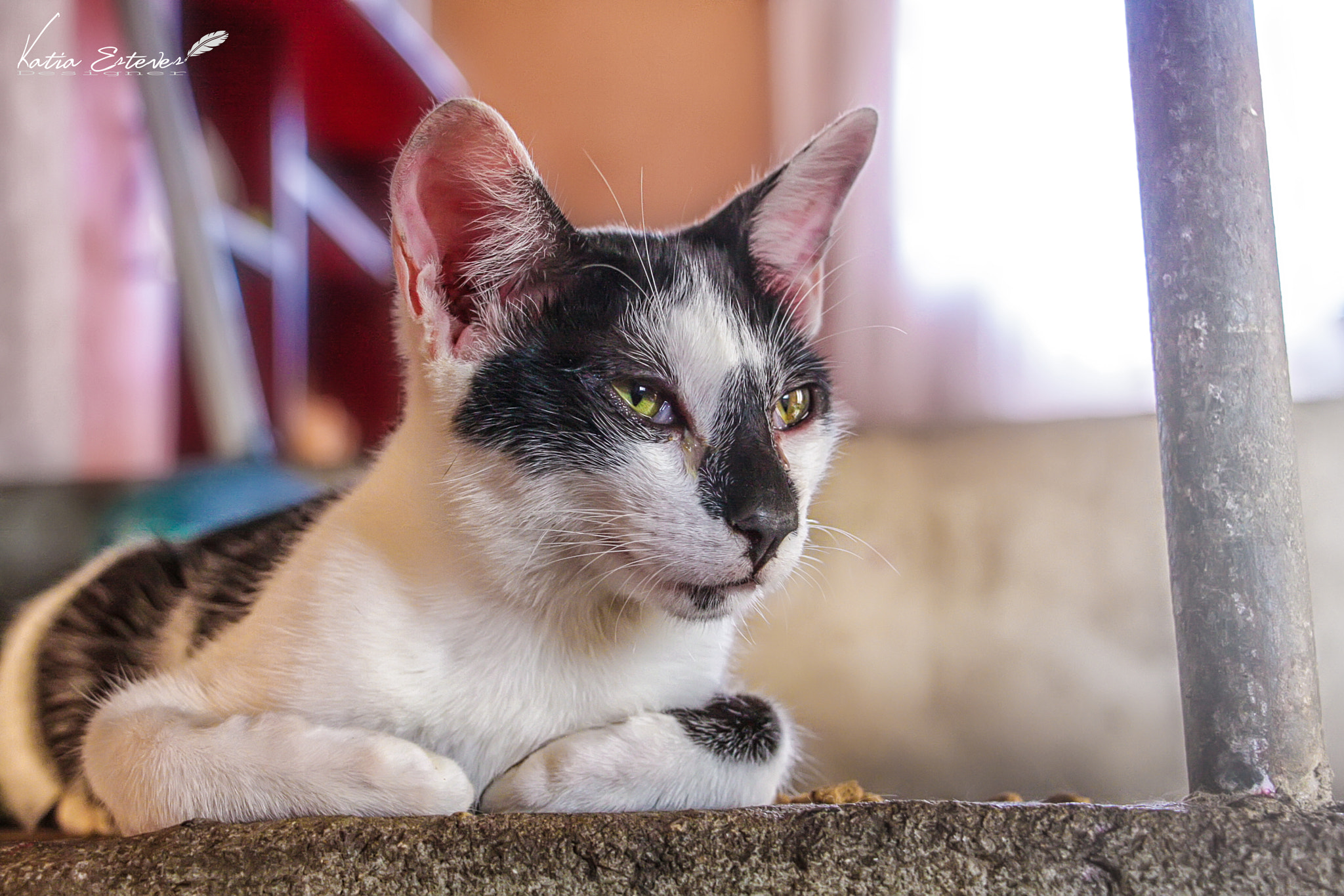 Canon EOS 40D sample photo. Gato photography
