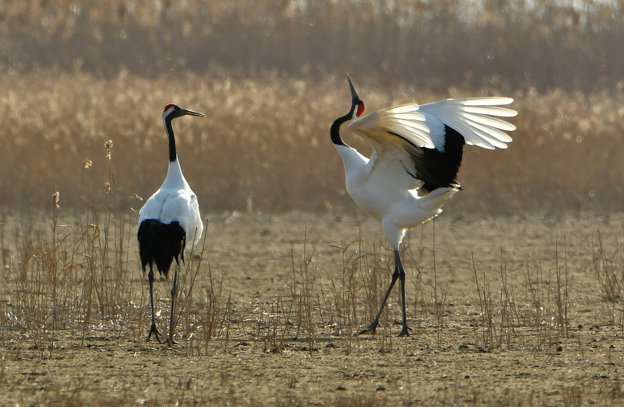 Nikon D500 sample photo. Grus japonensis photography