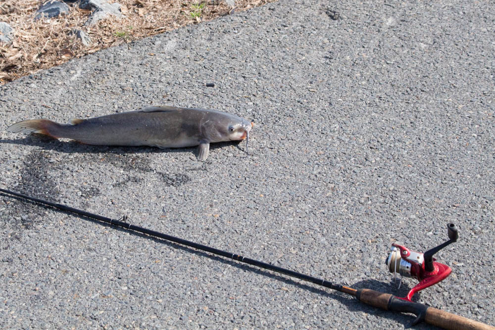 Canon TS-E 90mm F2.8 Tilt-Shift sample photo. Catfish photography