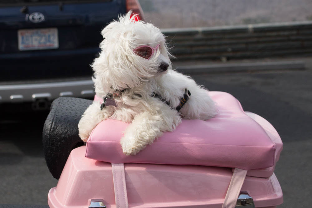 Canon TS-E 90mm F2.8 Tilt-Shift sample photo. Cool dog photography
