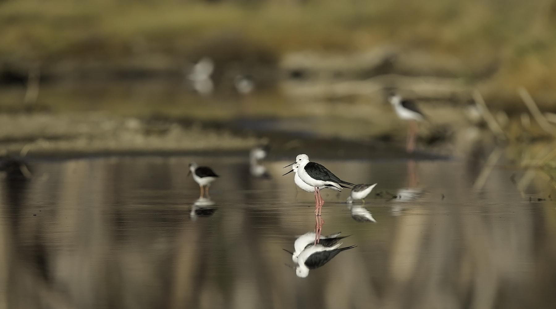 Canon EF 600mm F4L IS II USM sample photo. Serenity photography