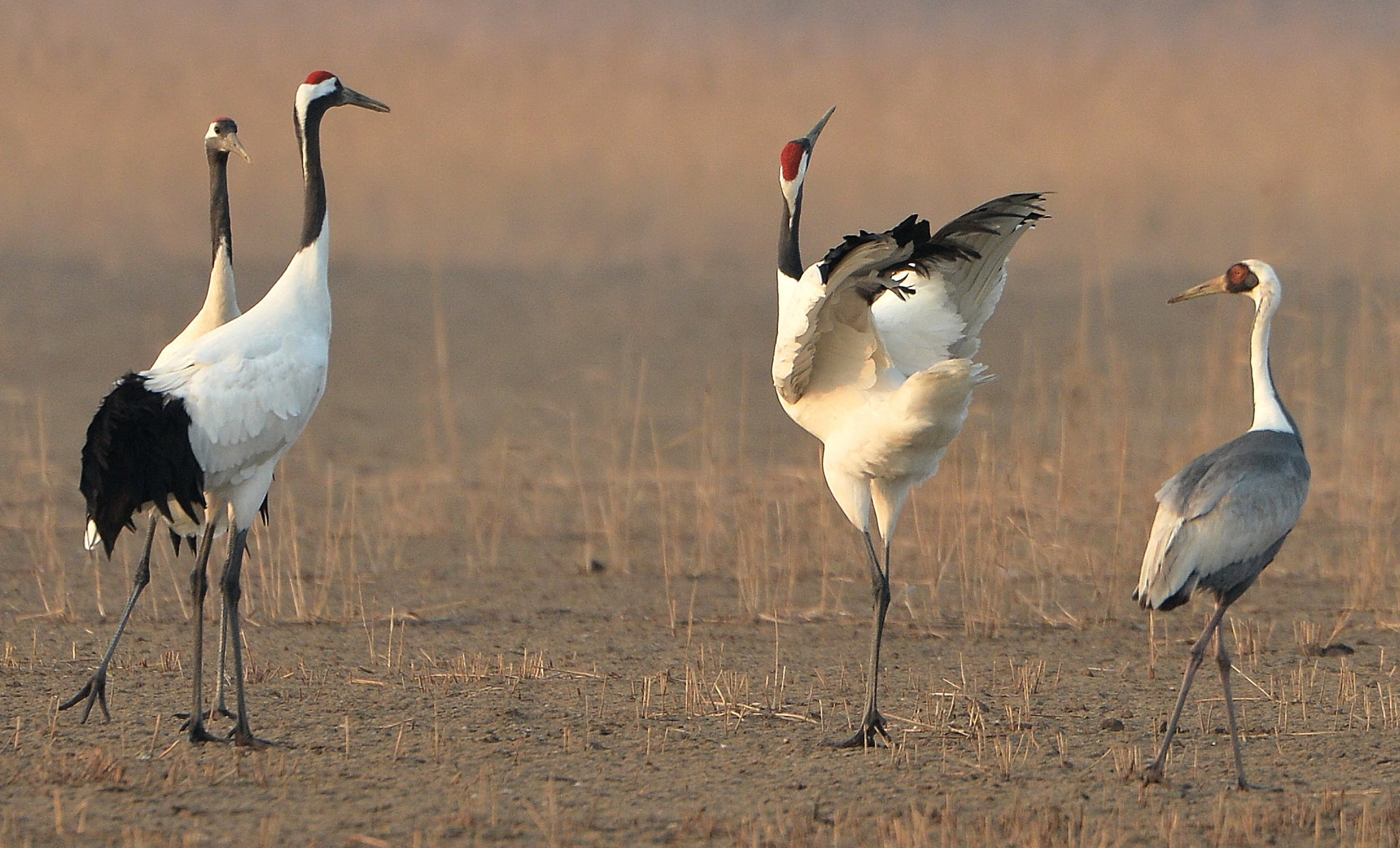 Nikon D4 sample photo. Grus japonensis photography