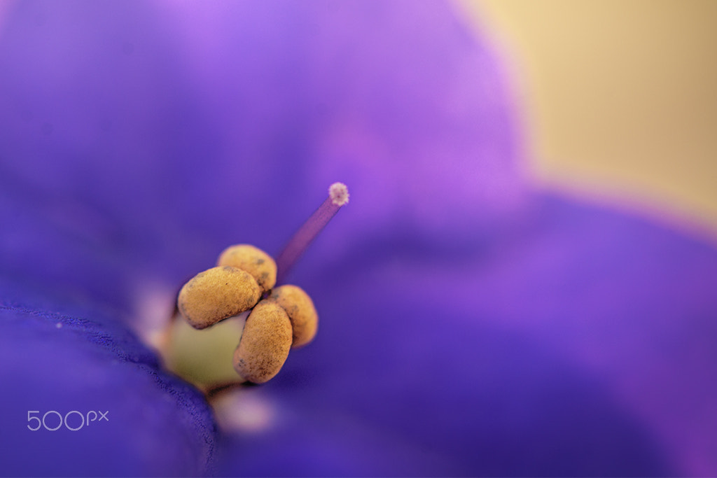 Nikon AF-S Micro-Nikkor 60mm F2.8G ED sample photo. Pequena violeta photography