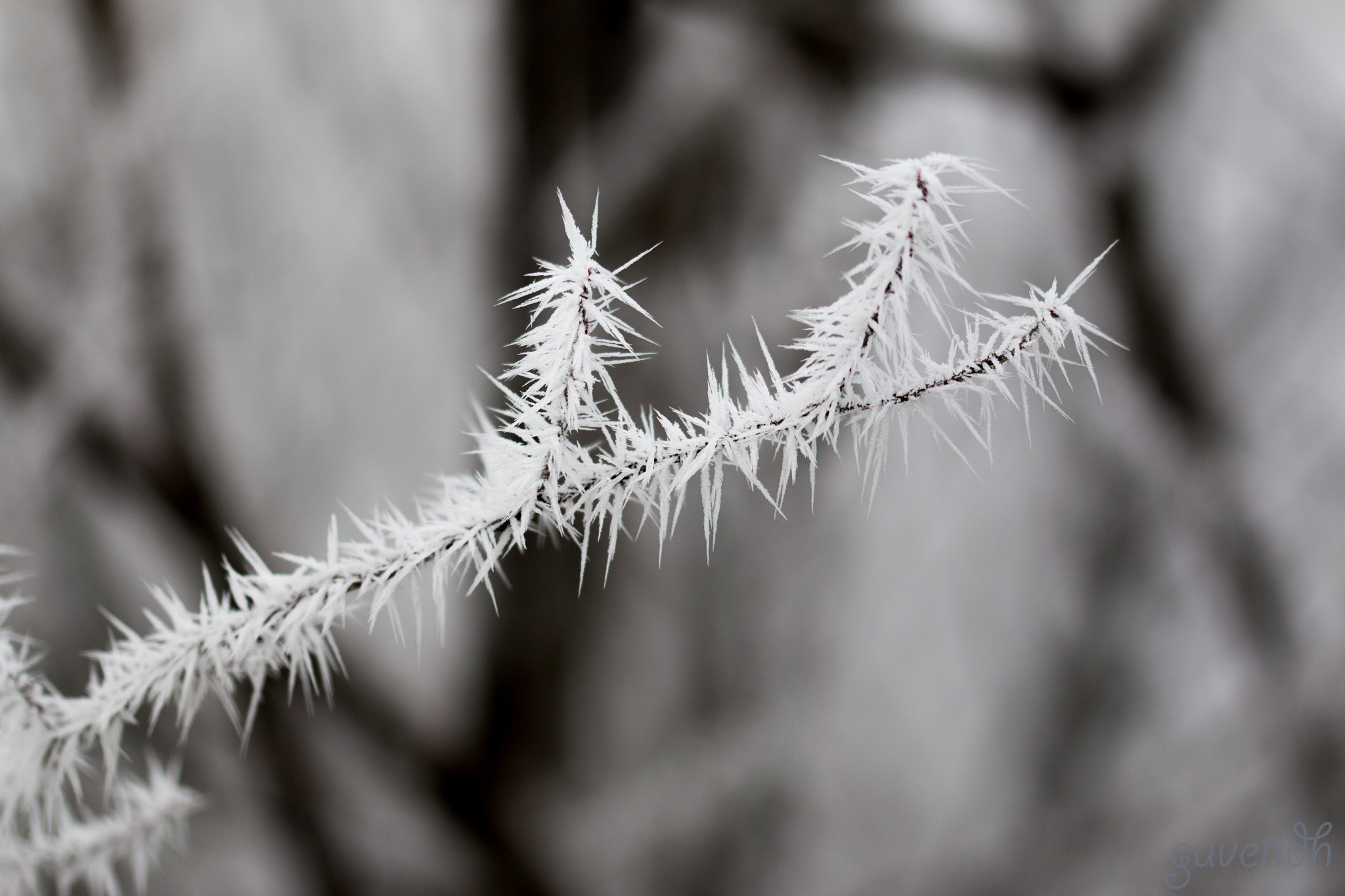 Sigma 105mm F2.8 EX DG OS HSM sample photo. Frozen photography